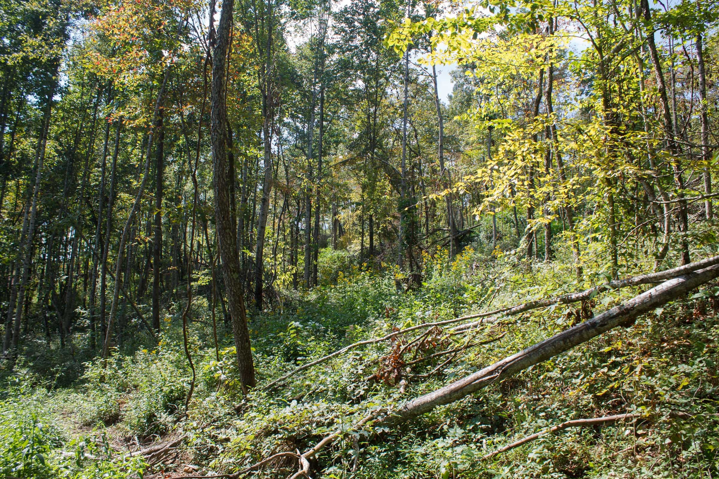 Wounded Oak Tract 19 photo 10
