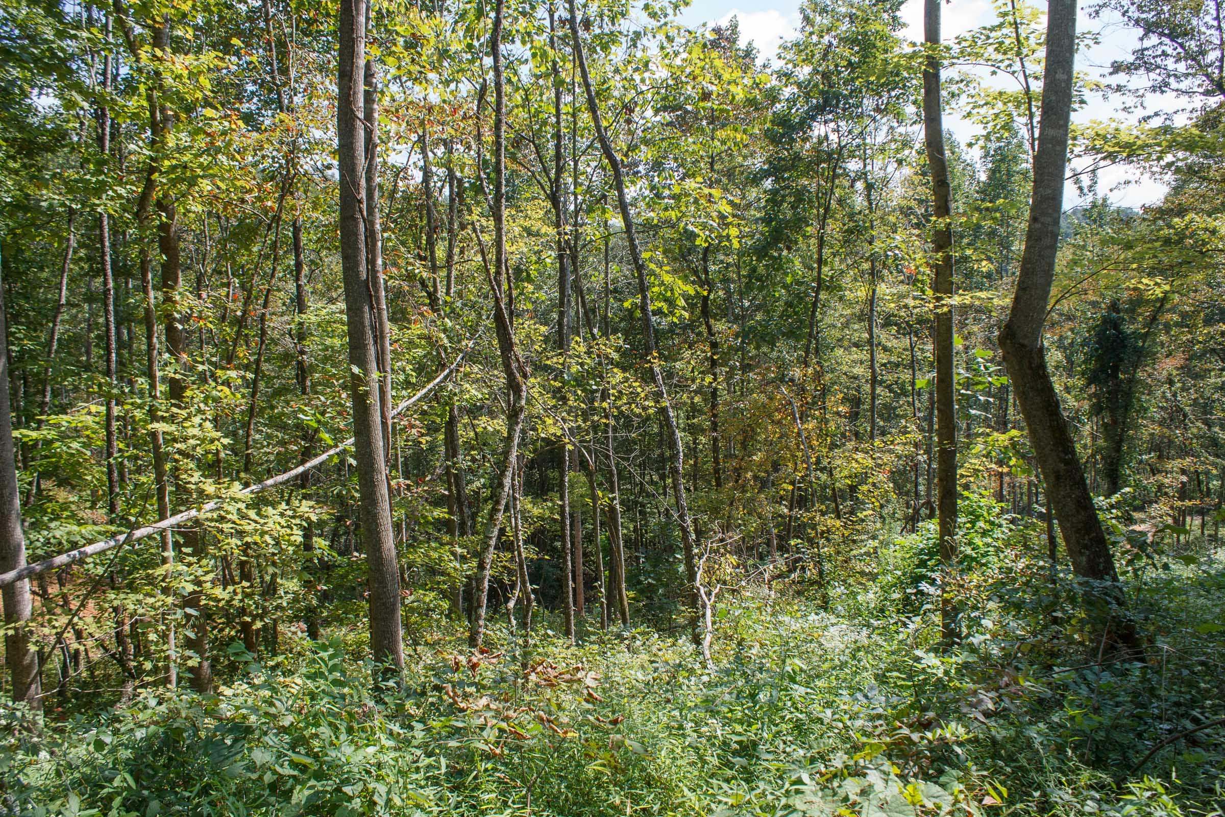 Wounded Oak Tract 19 photo 11
