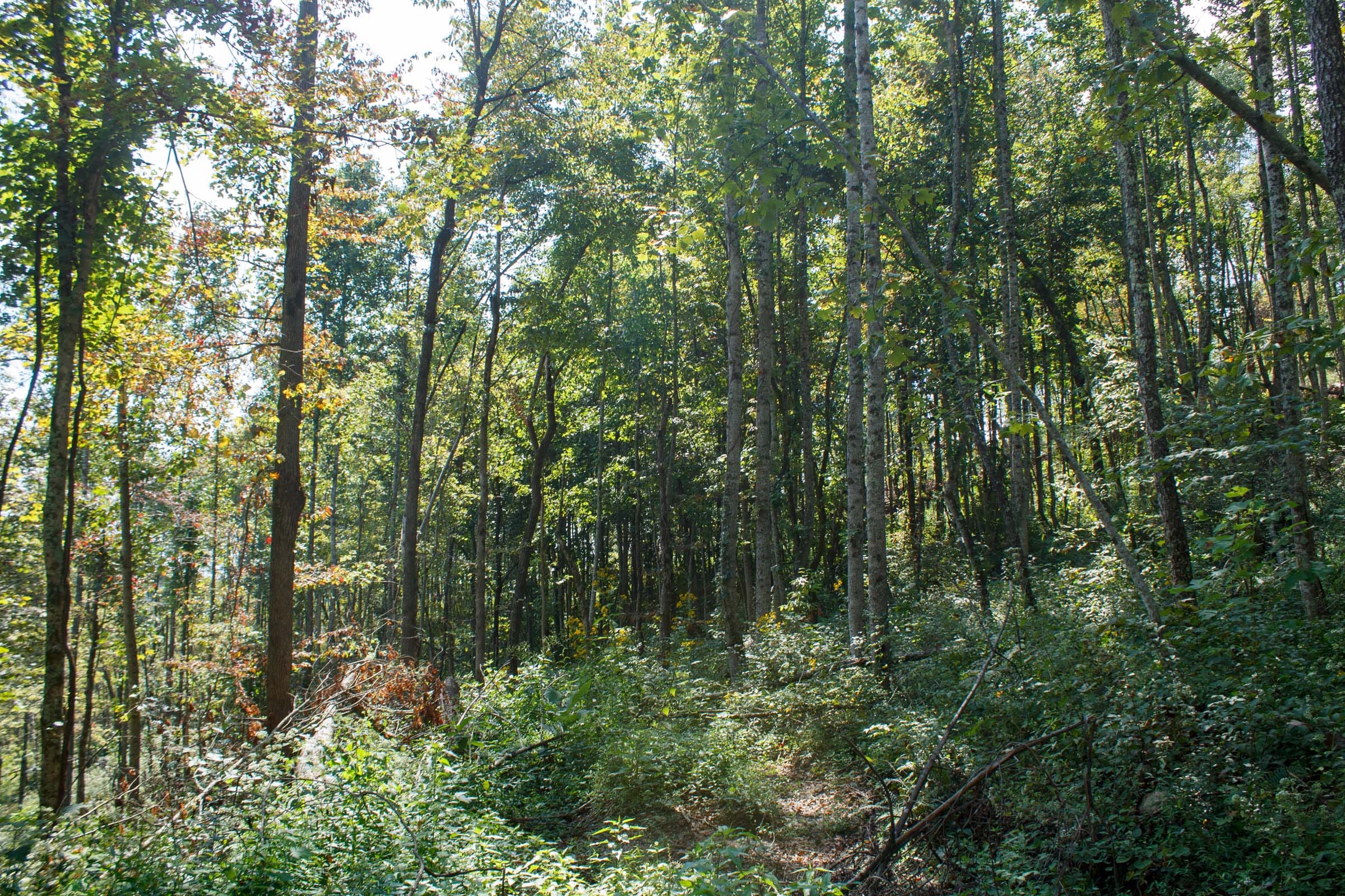 Wounded Oak Tract 19 photo 12