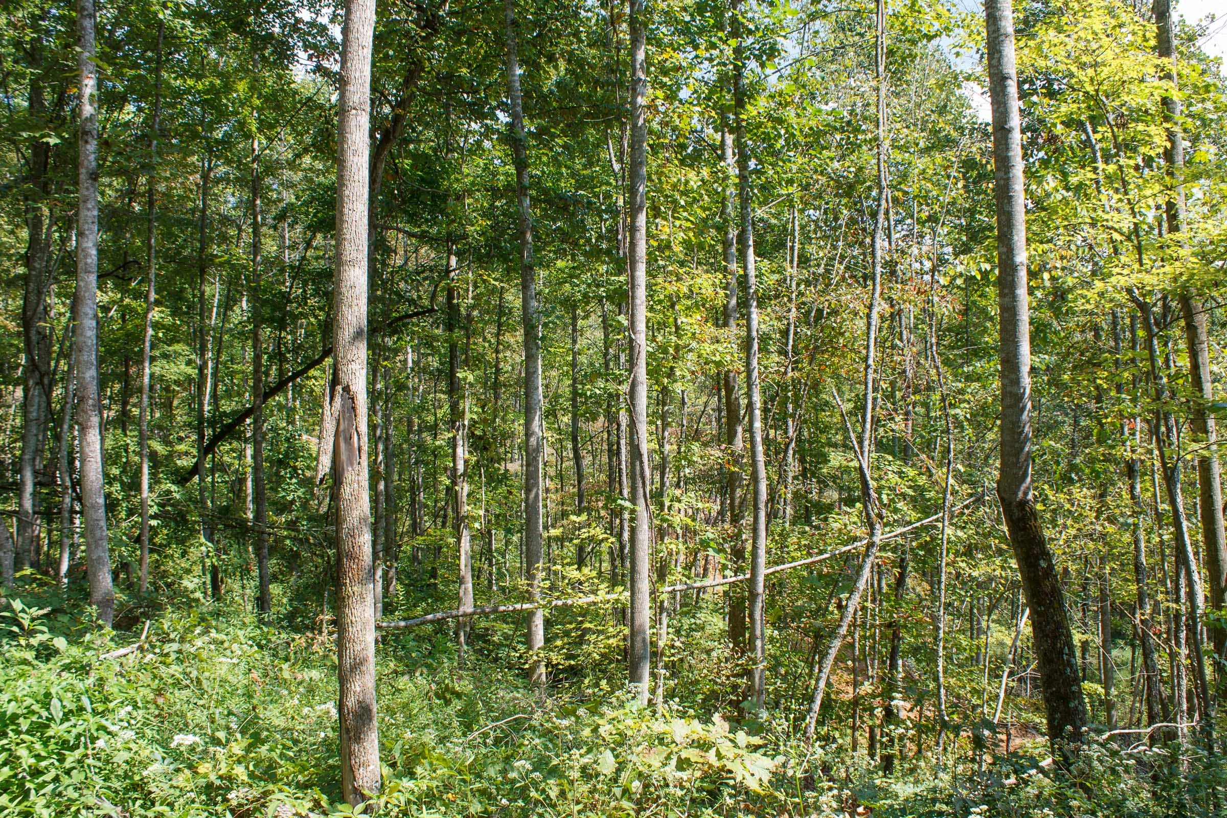 Wounded Oak Tract 19 photo 13