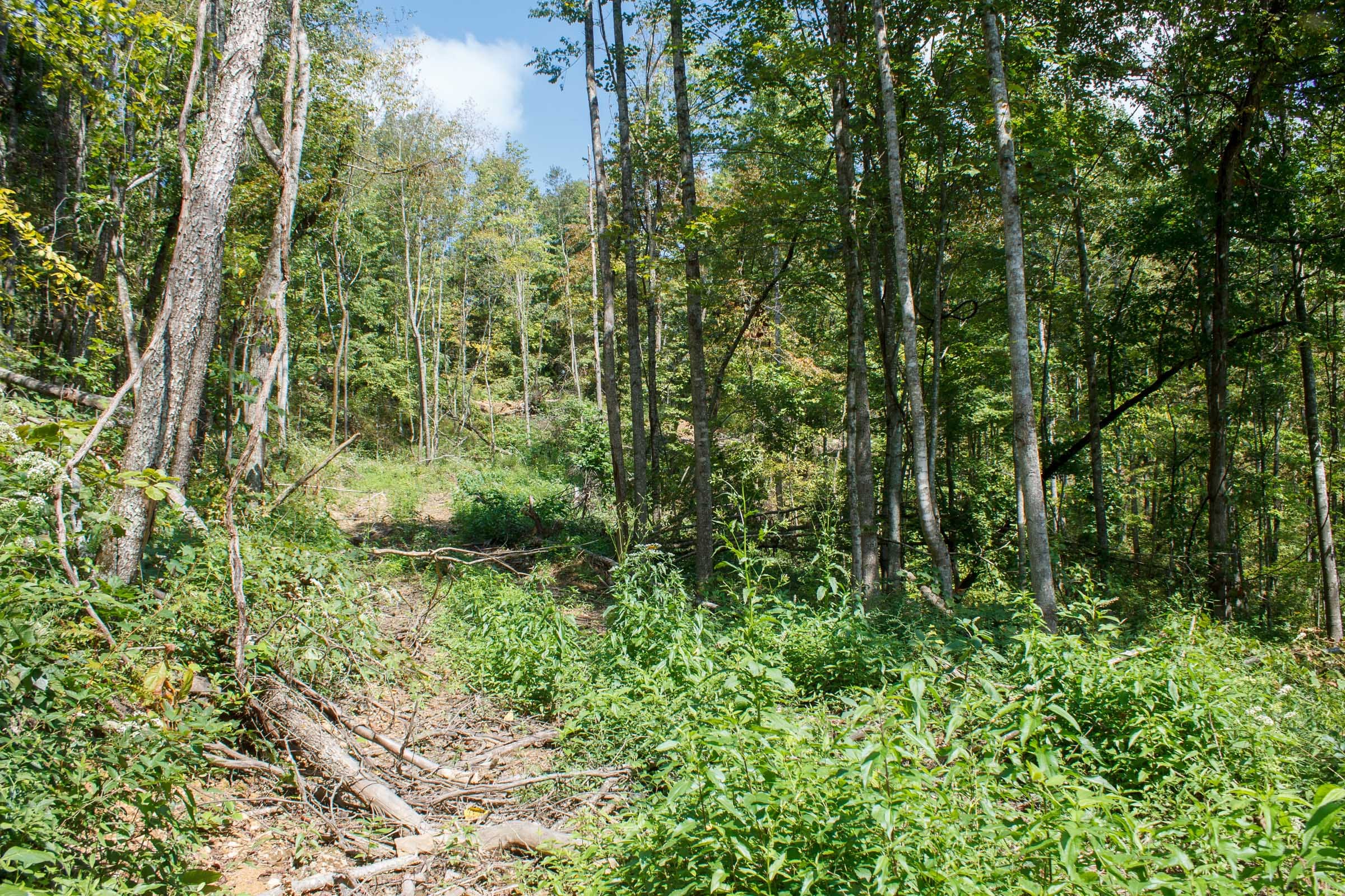 Wounded Oak Tract 19 photo 14