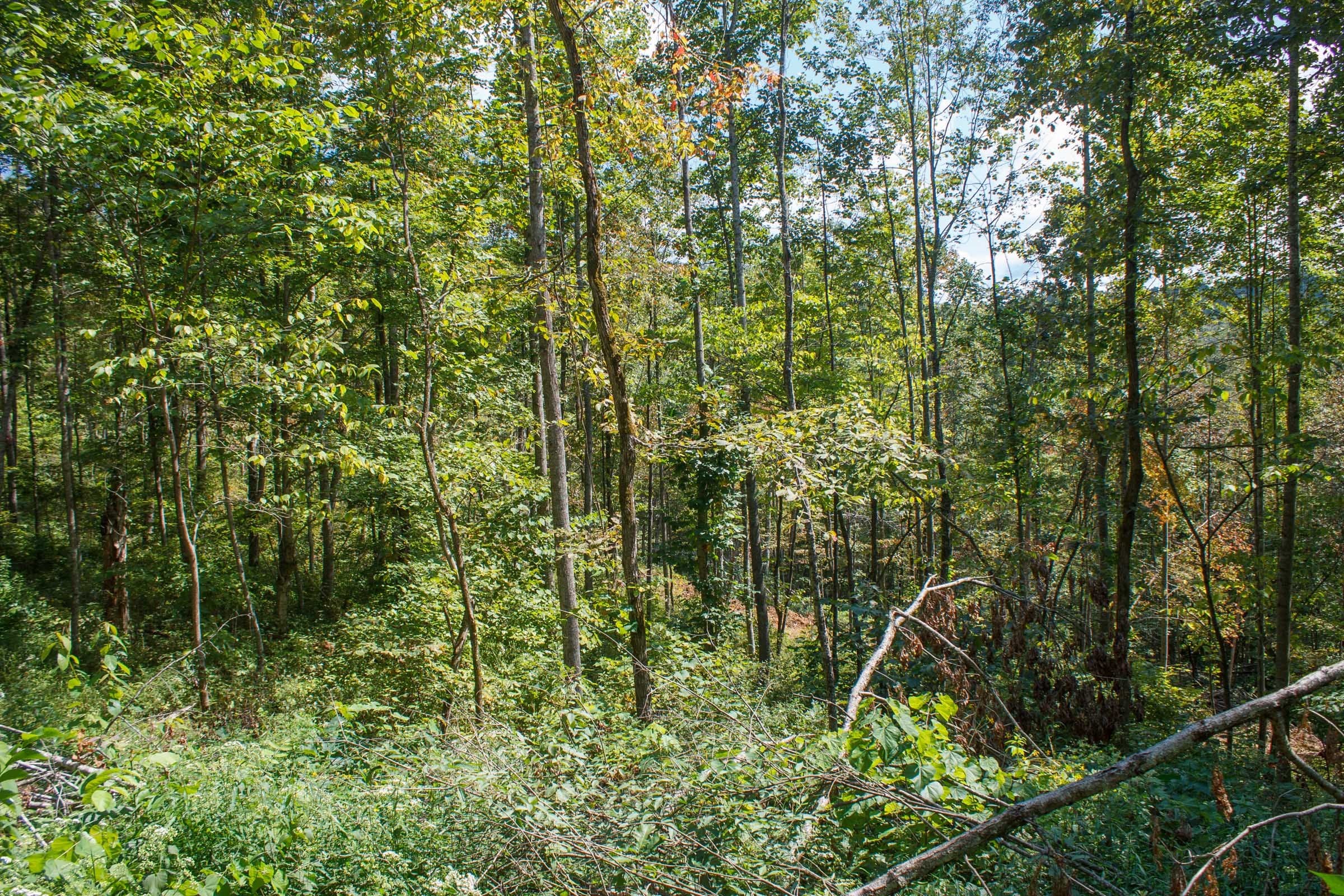Wounded Oak Tract 19 photo 15