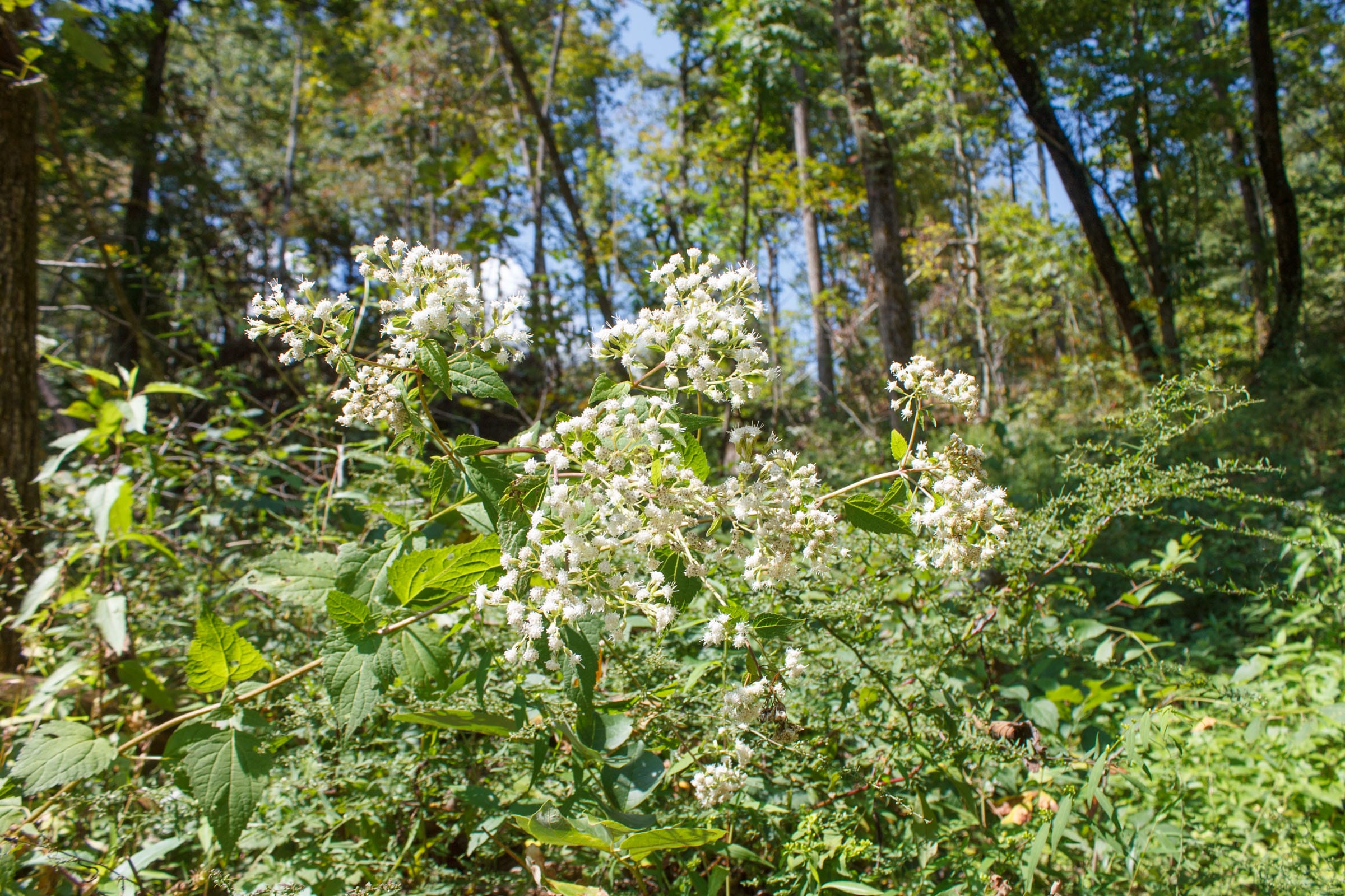 Wounded Oak Tract 19 photo 16