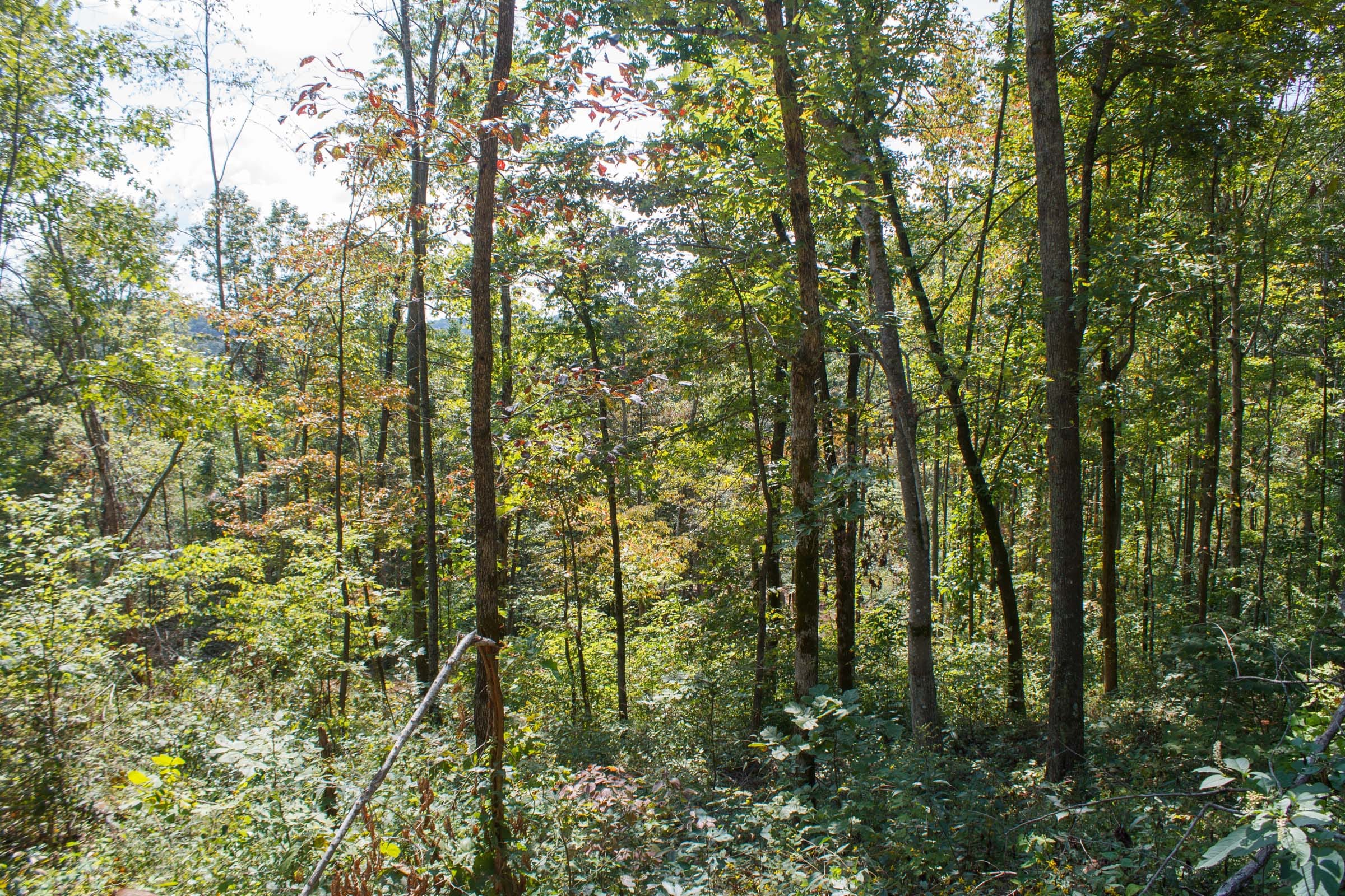 Wounded Oak Tract 19 photo 17