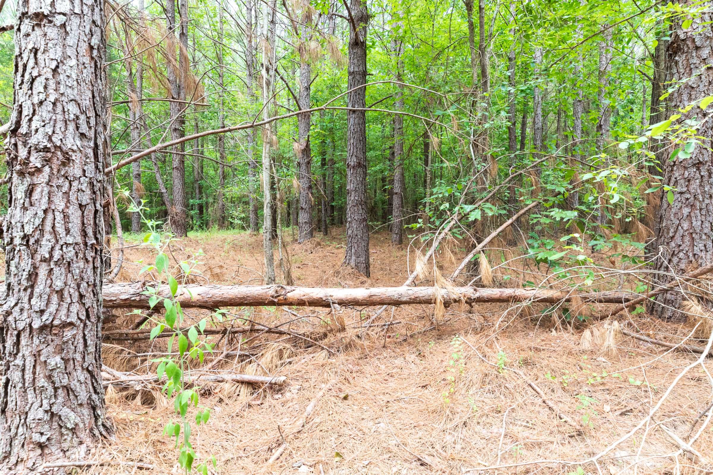 Whiskey Ridge Tract 21 photo 2