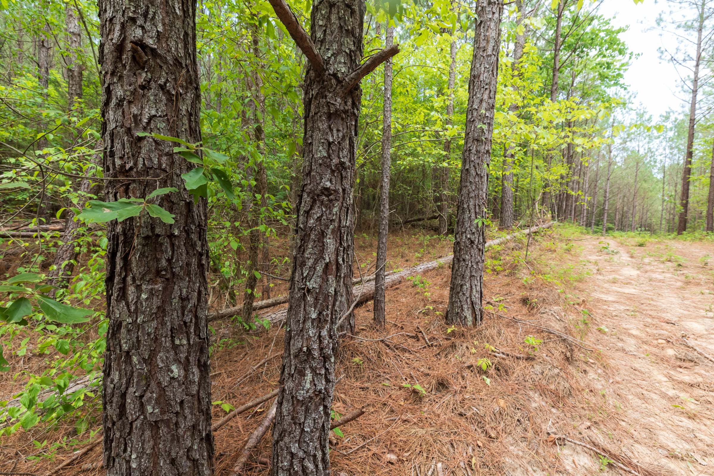 Whiskey Ridge Tract 21 photo 3