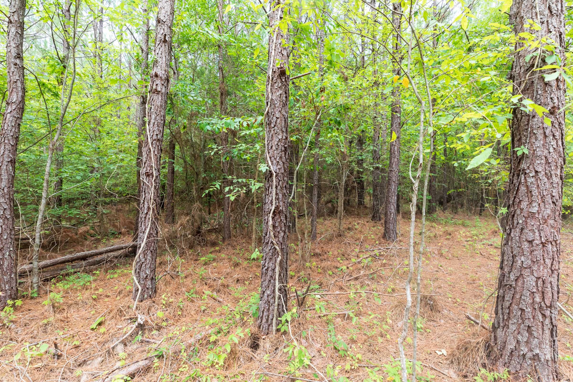Whiskey Ridge Tract 21 photo 6