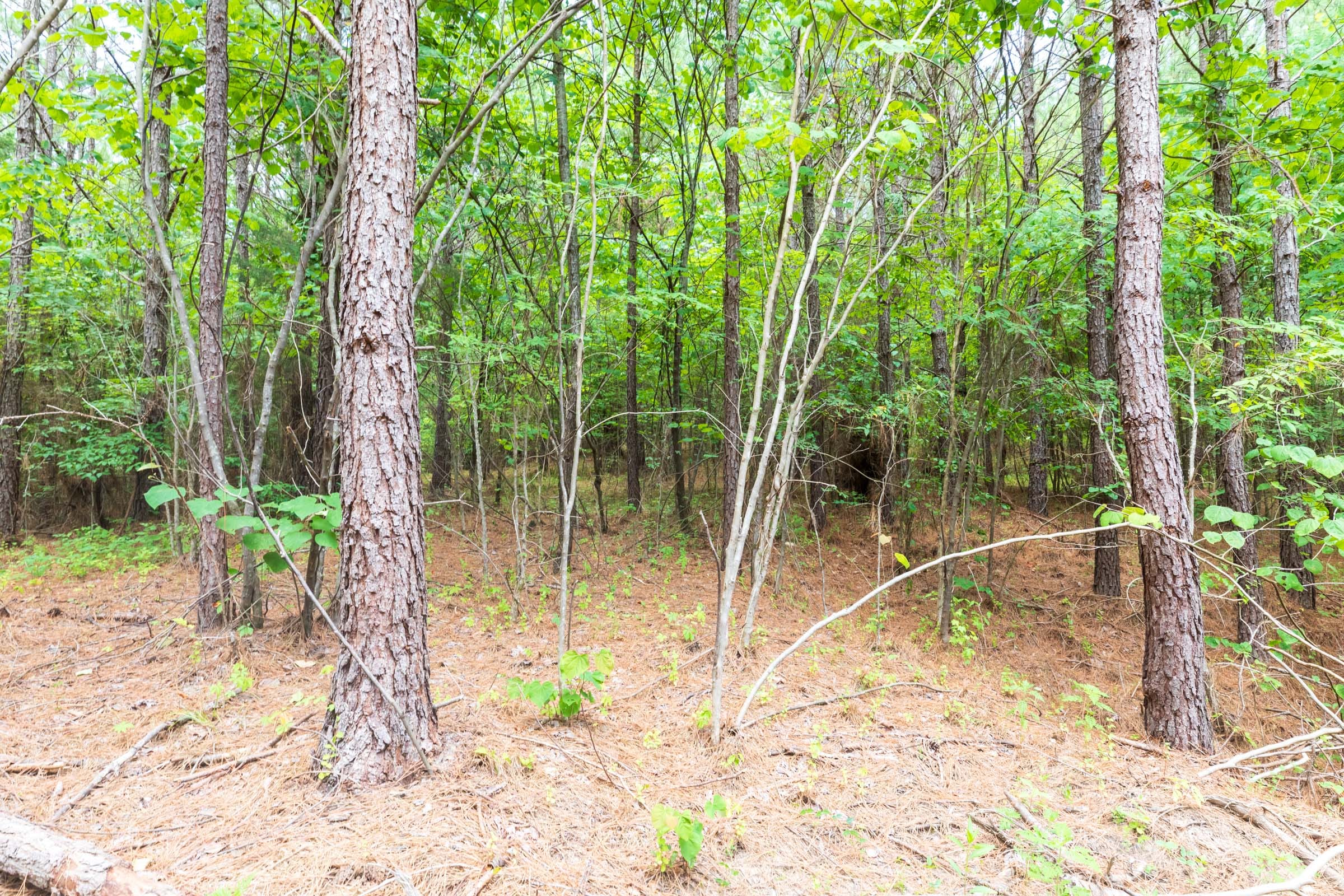 Whiskey Ridge Tract 21 photo 9