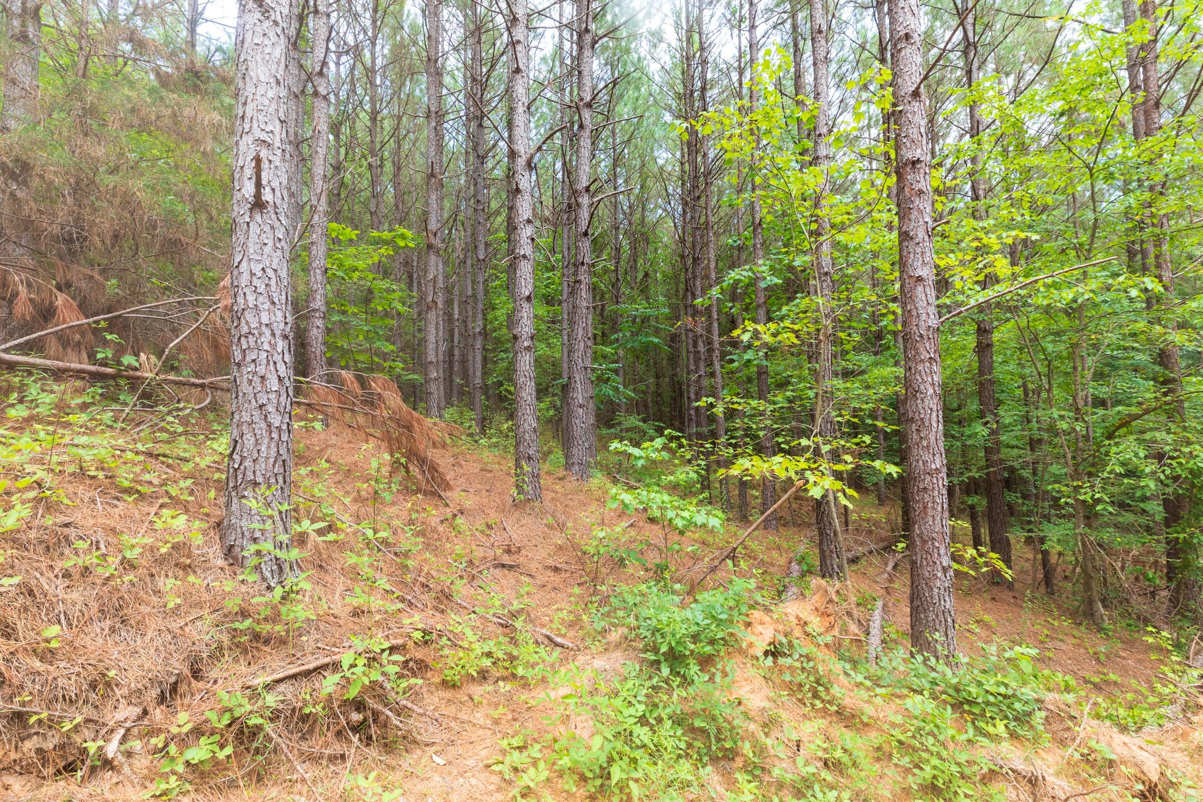 Whiskey Ridge Tract 21 photo 7