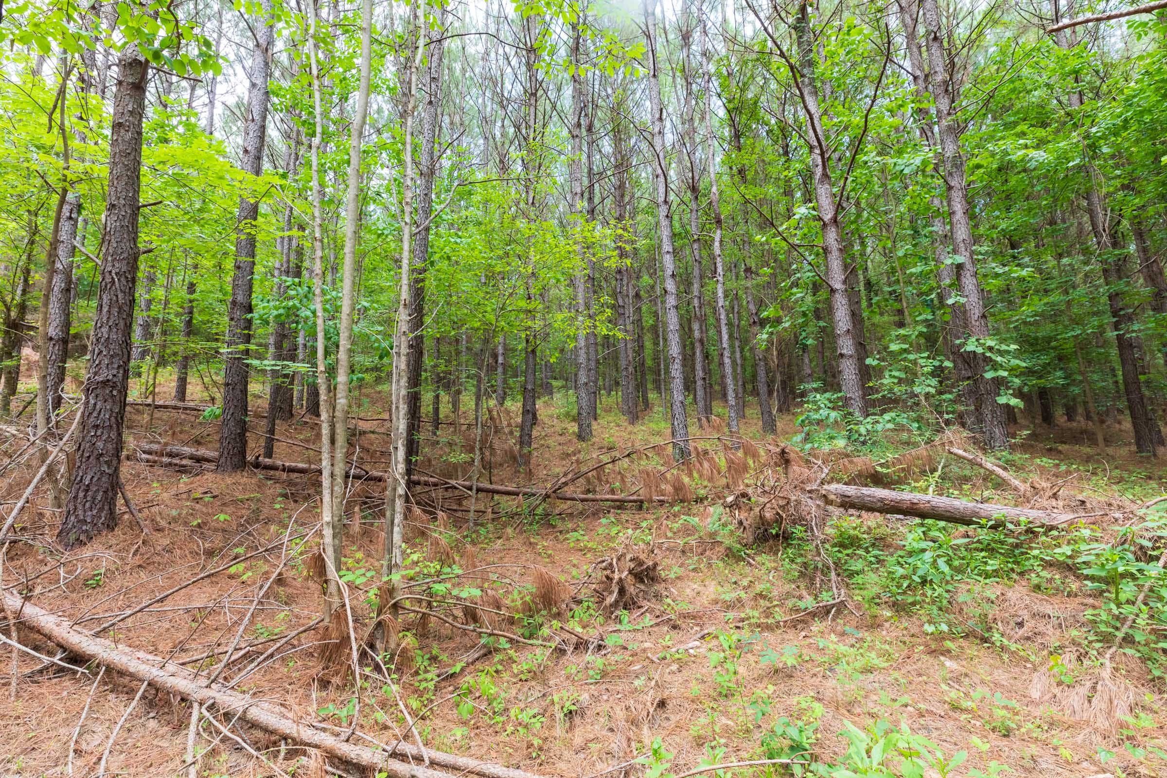 Whiskey Ridge Tract 21 photo 8