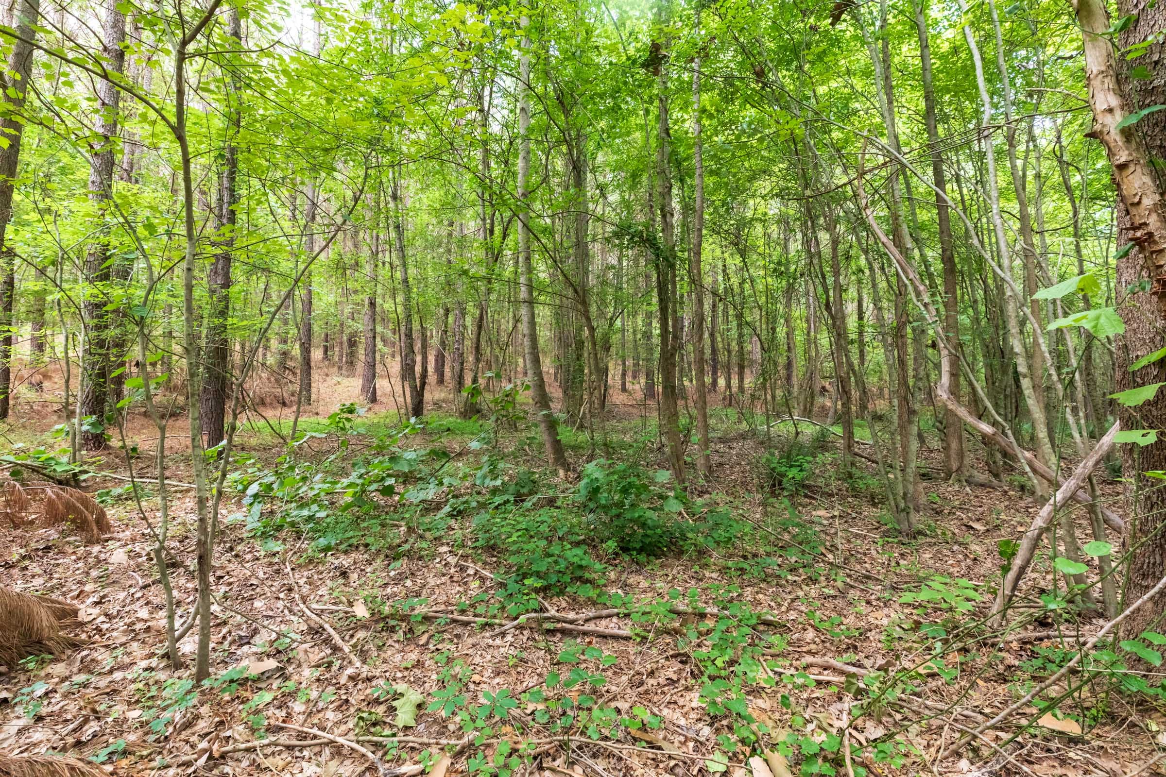 Whiskey Ridge Tract 21 photo 4