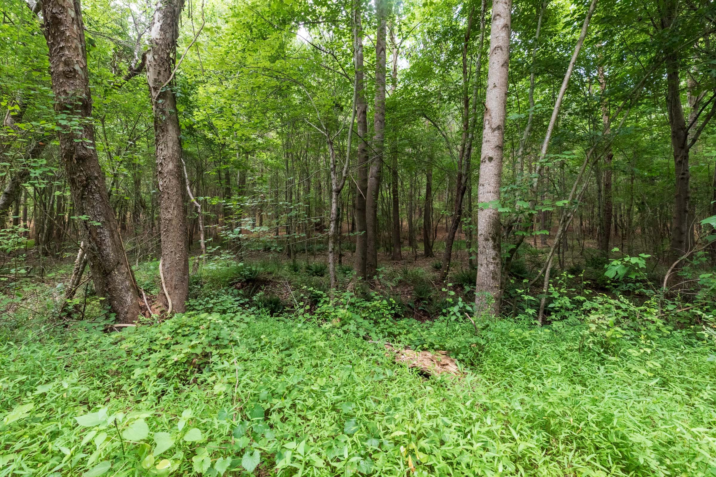 Whiskey Ridge Tract 21 photo 12