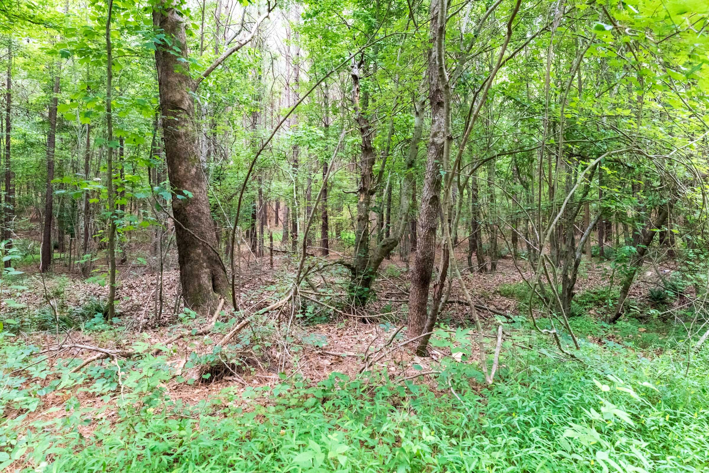 Whiskey Ridge Tract 21 photo 16