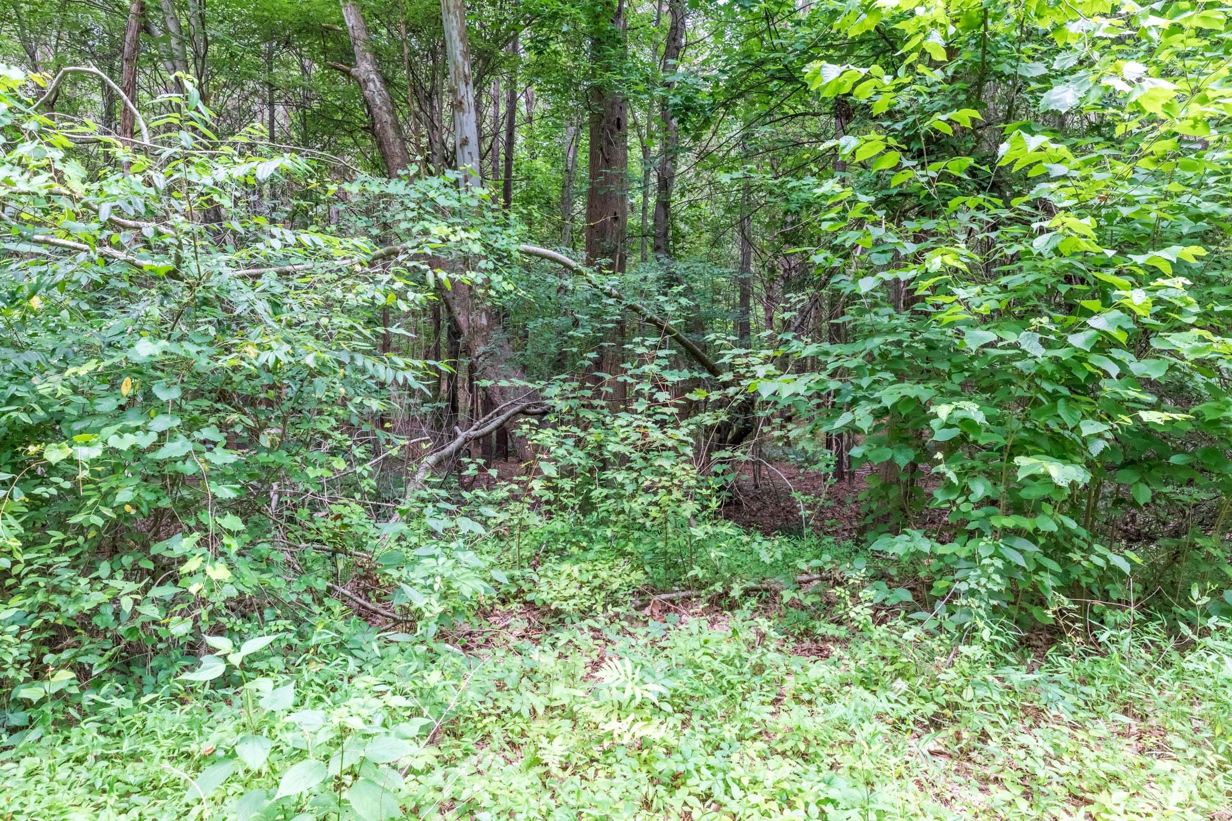 Whiskey Ridge Tract 21 photo 17