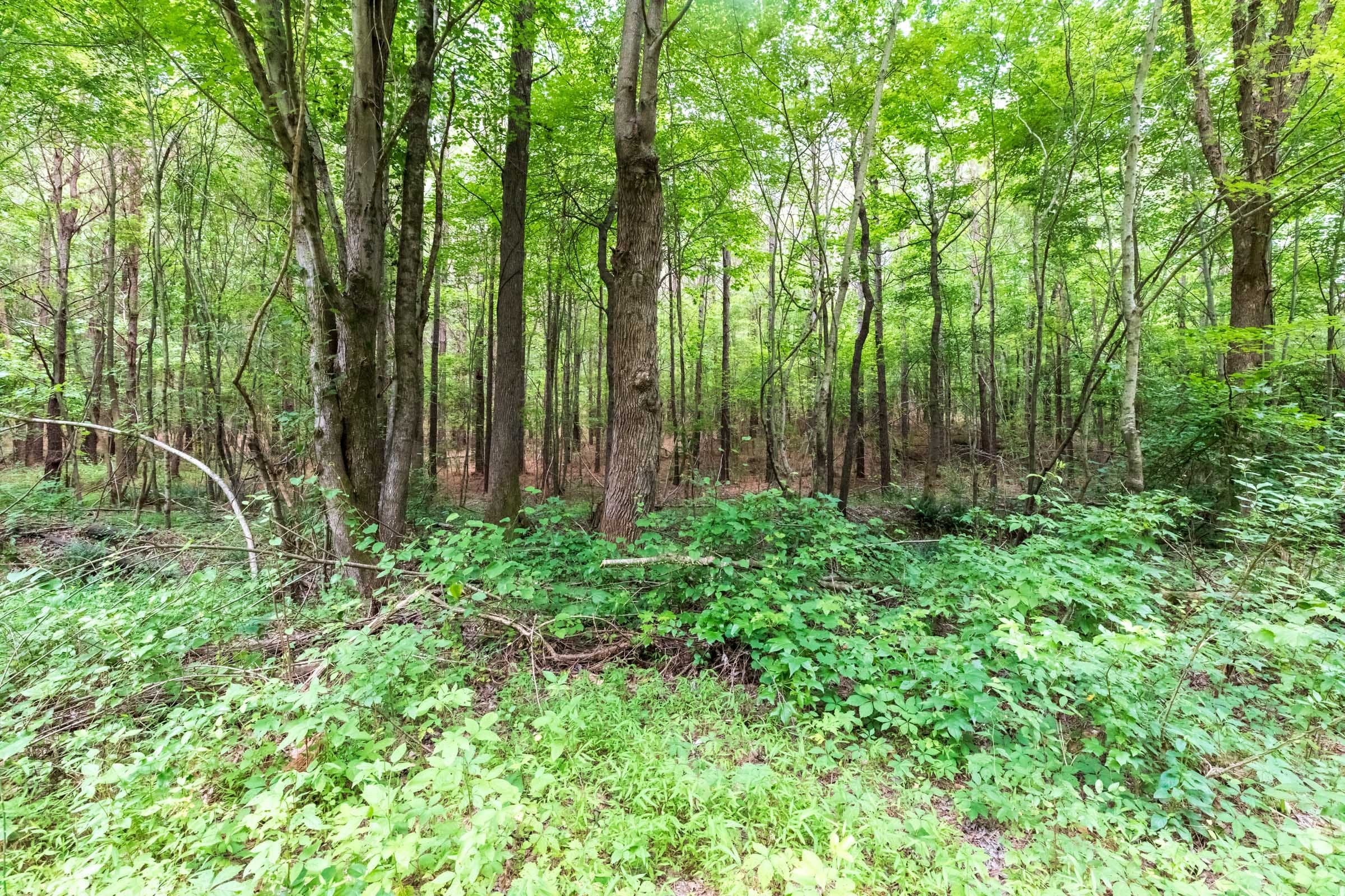 Whiskey Ridge Tract 21 photo 18