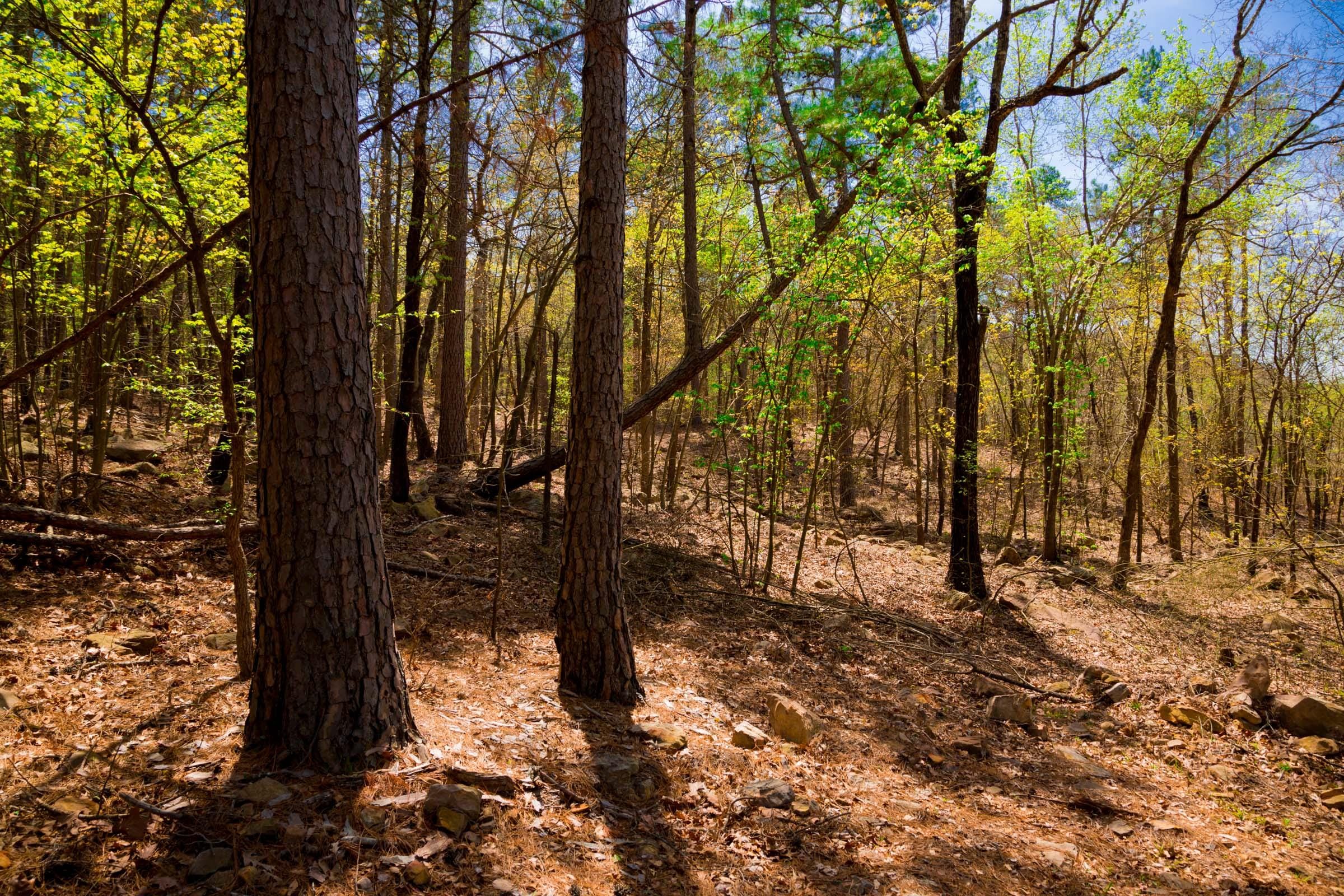 Stone Creek Phase II Tract 190 photo 6