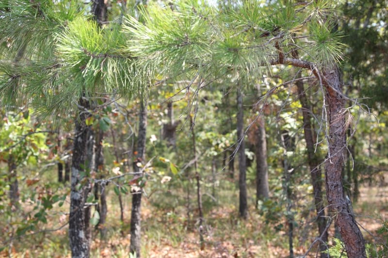 Lake View Ranch Tract 2 photo 4