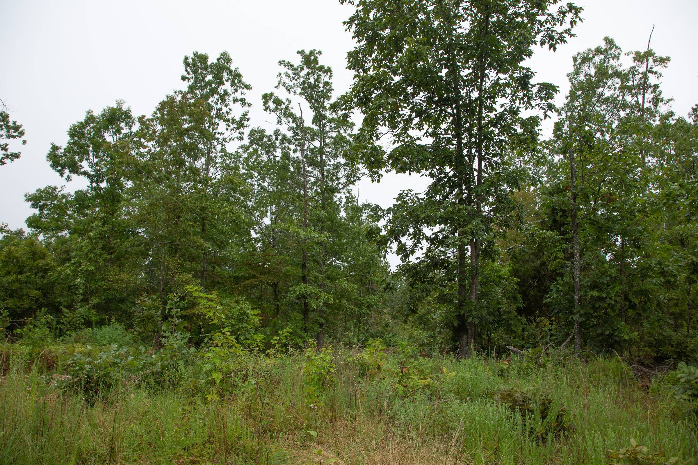 Borgmann’s Hollow Phase II Tract 37 photo 2