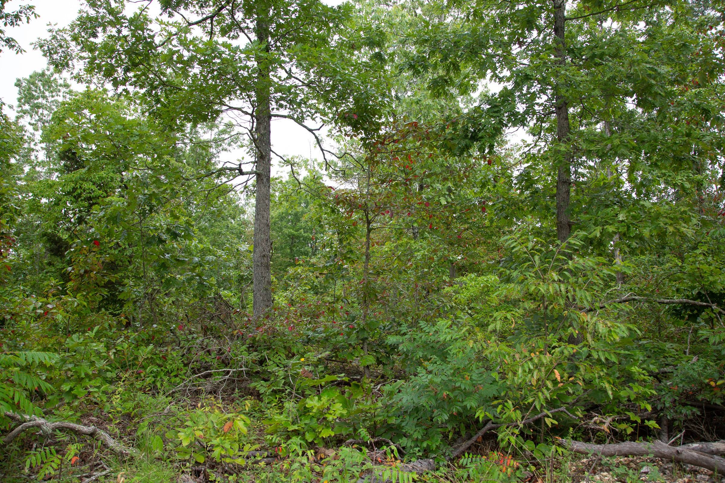 Borgmann’s Hollow Phase II Tract 37 photo 3