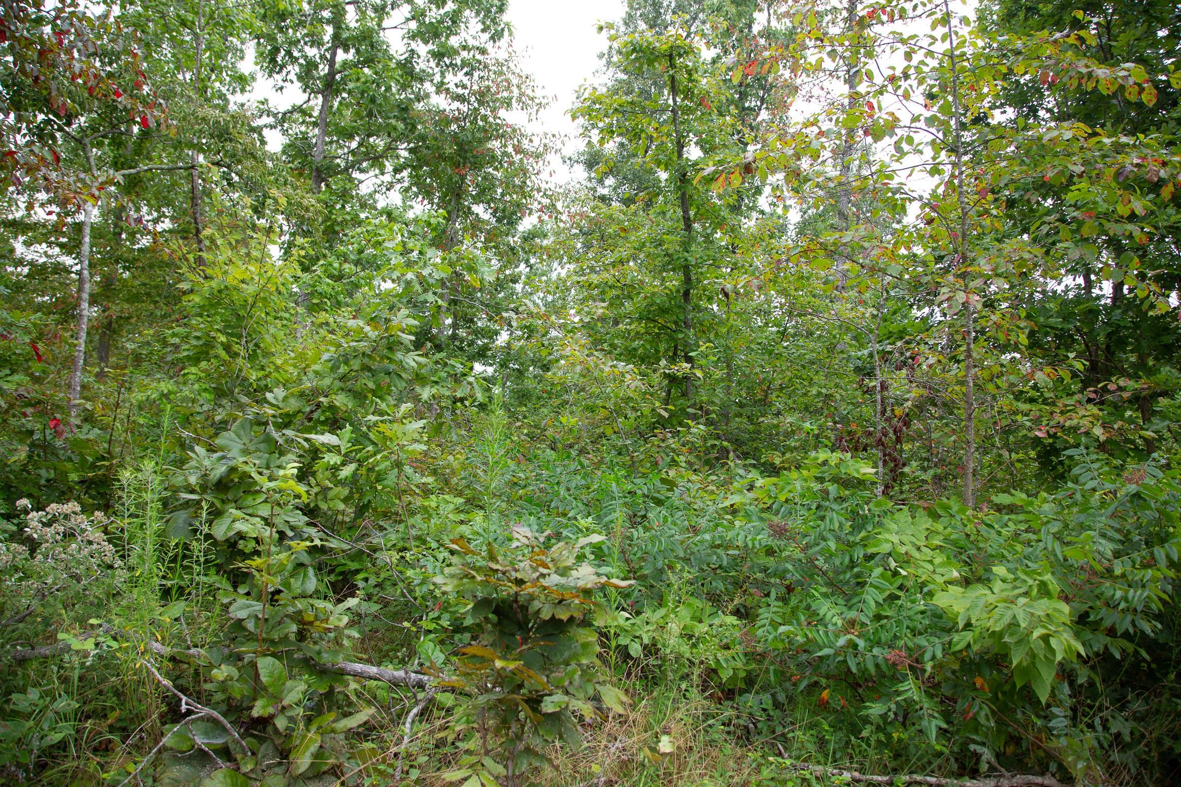 Borgmann’s Hollow Phase II Tract 37 photo 4
