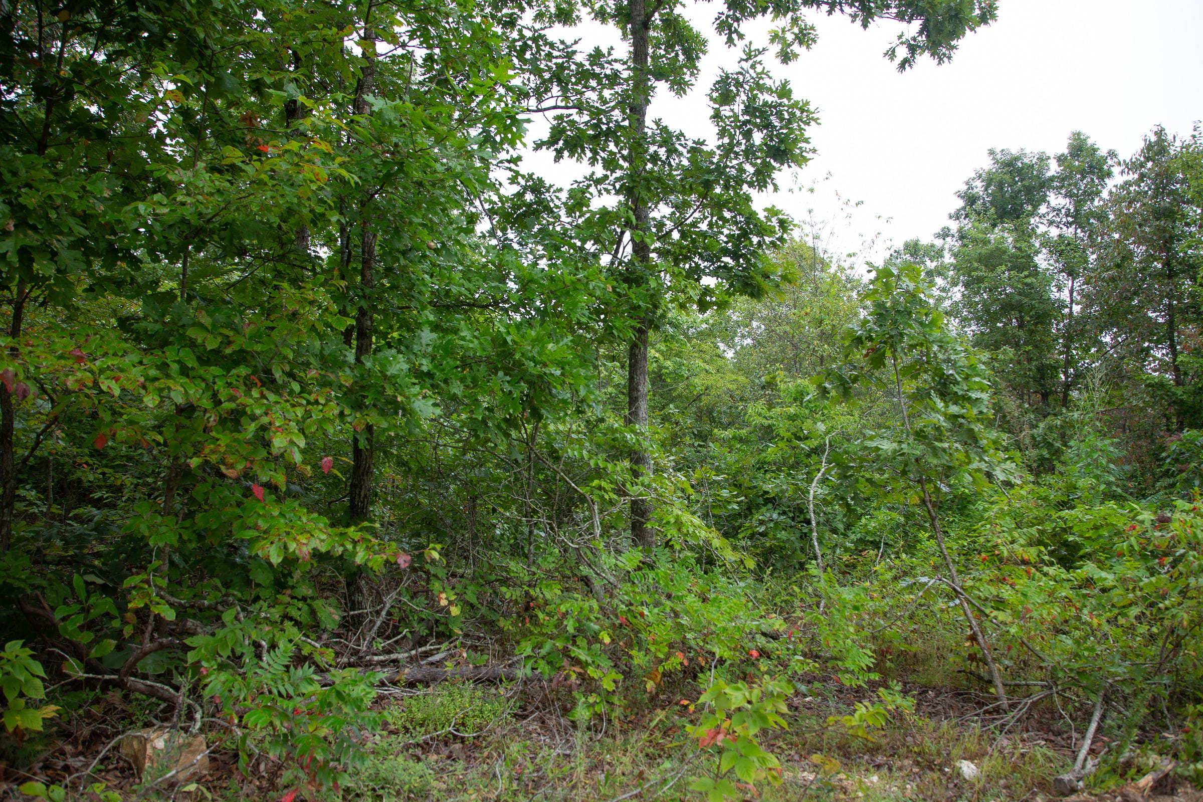 Borgmann’s Hollow Phase II Tract 37 photo 5