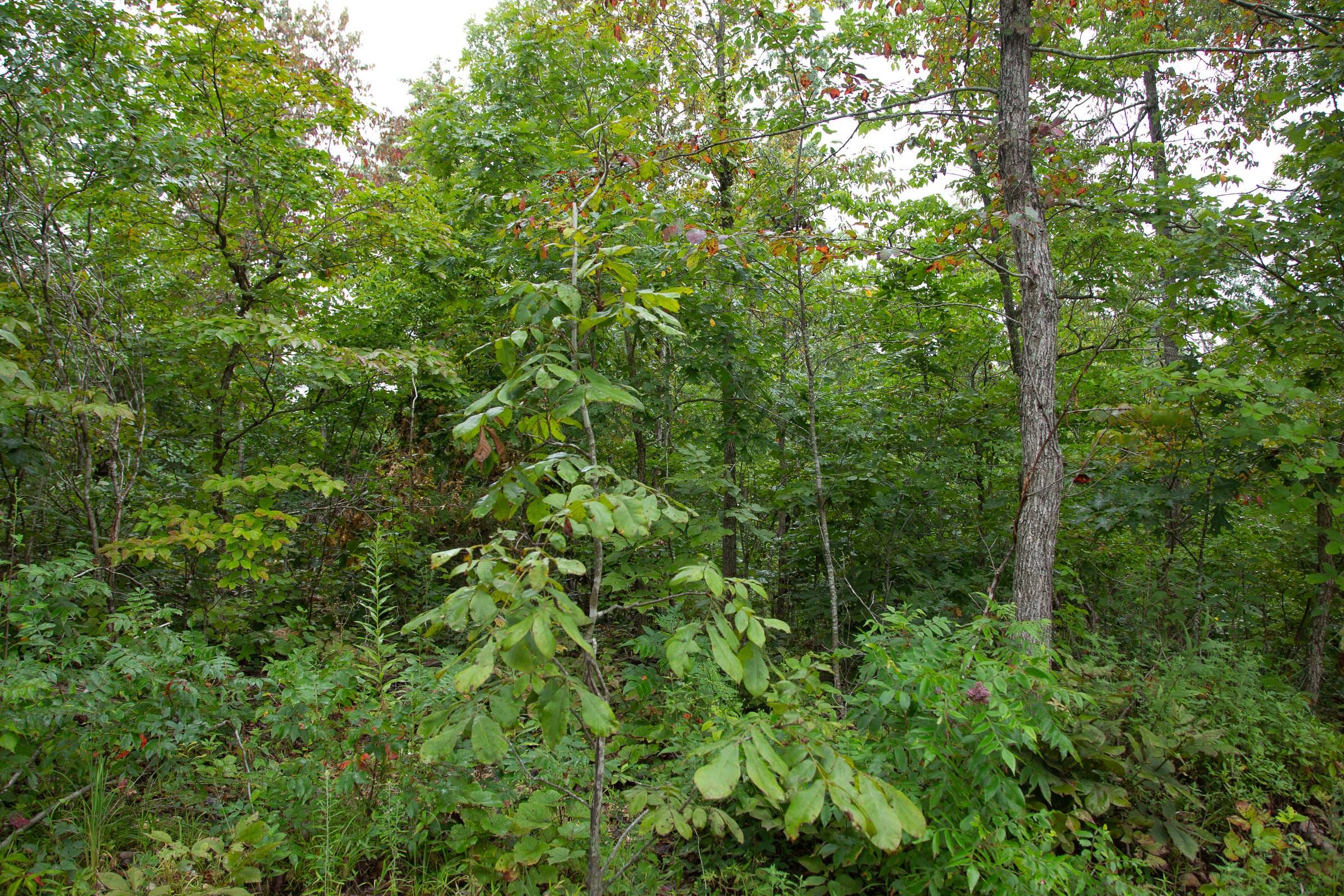 Borgmann’s Hollow Phase II Tract 37 photo 7