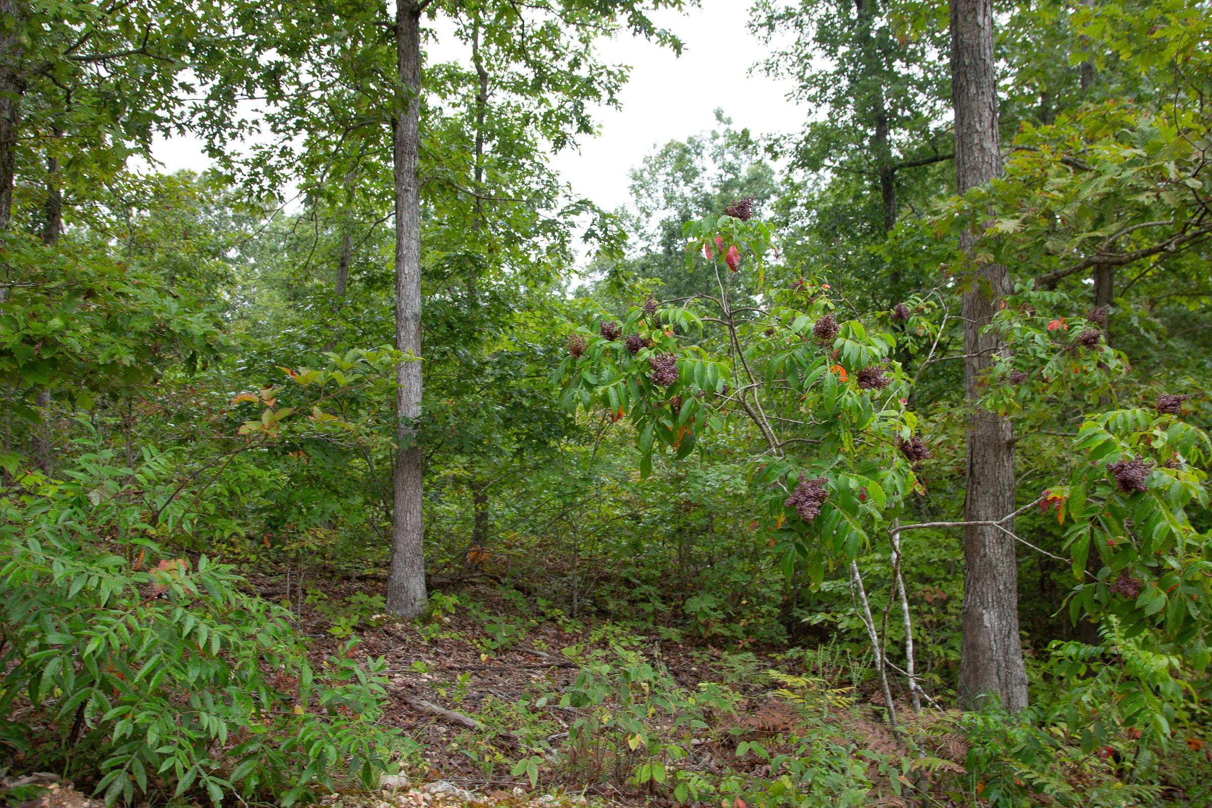 Borgmann’s Hollow Phase II Tract 37 photo 8