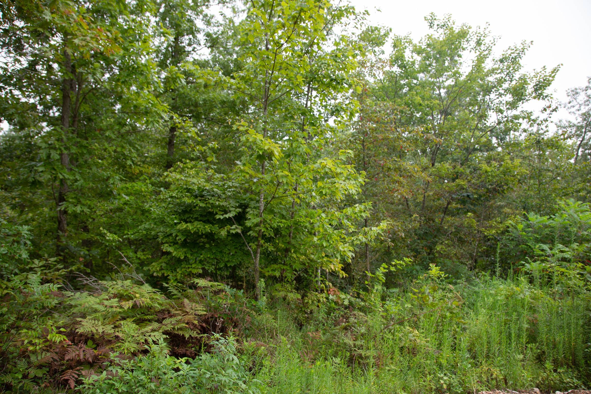 Borgmann’s Hollow Phase II Tract 37 photo 9