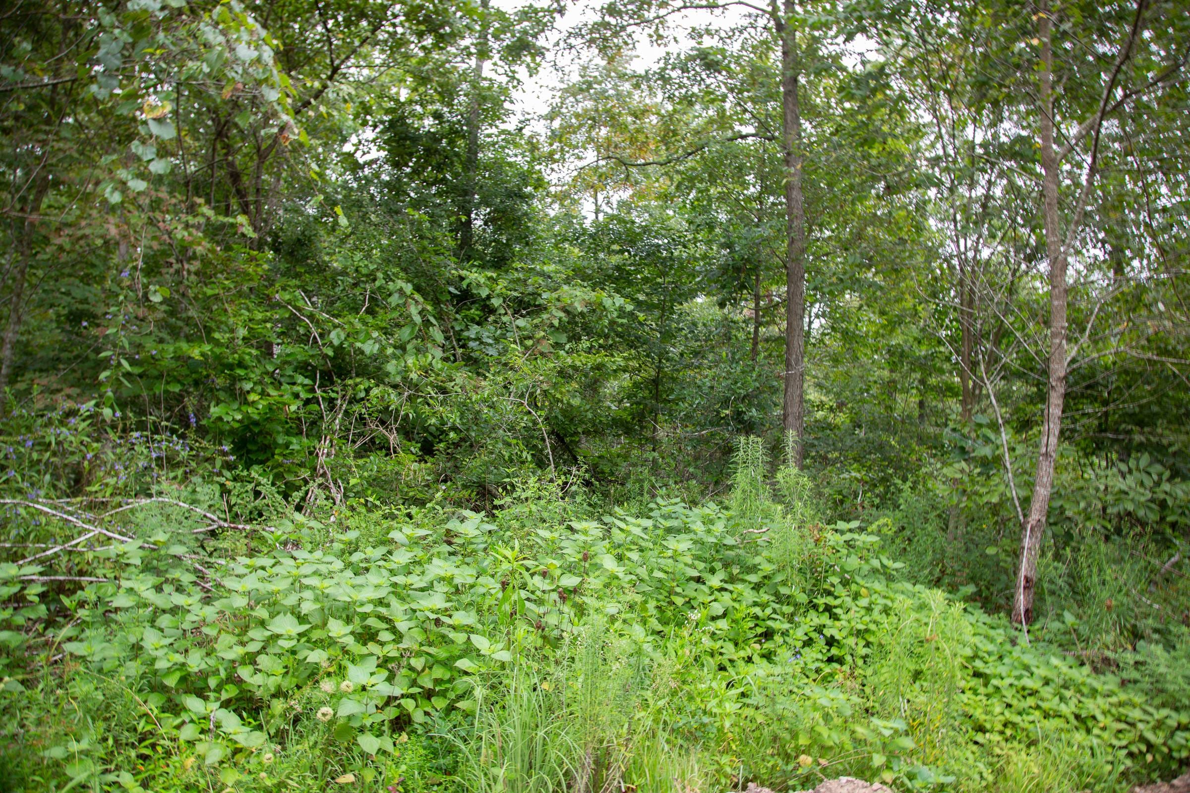Borgmann’s Hollow Phase II Tract 37 photo 11