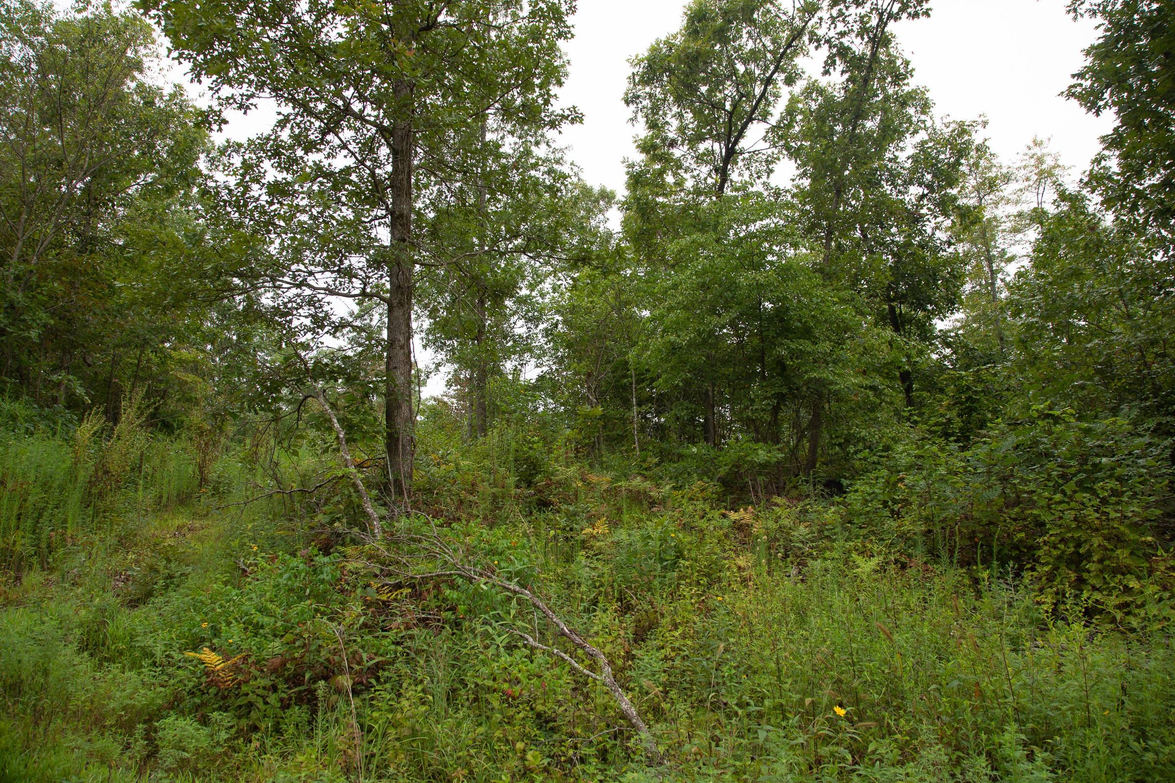 Borgmann’s Hollow Phase II Tract 37 photo 12