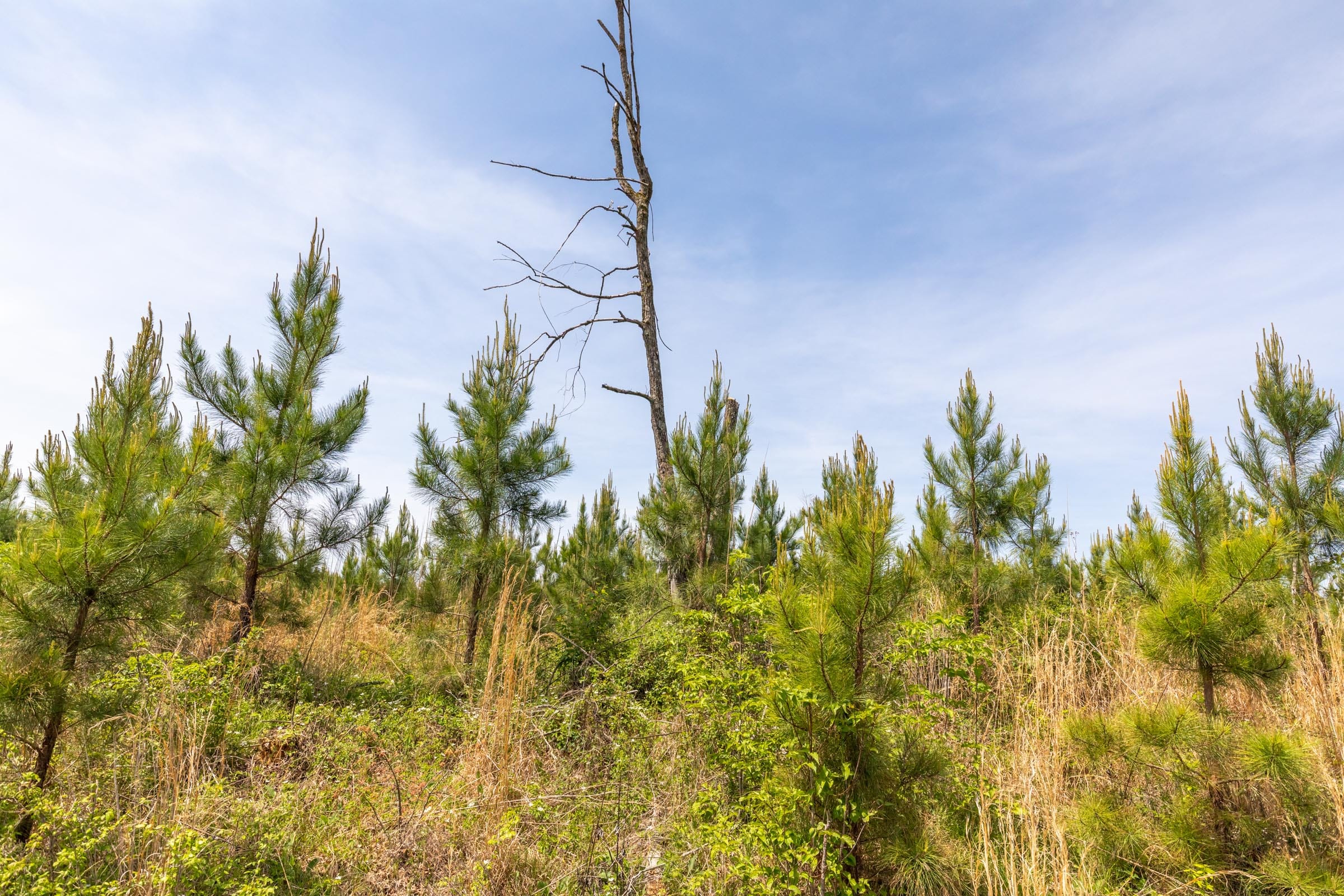 Clear Wood Tract 41 photo 3