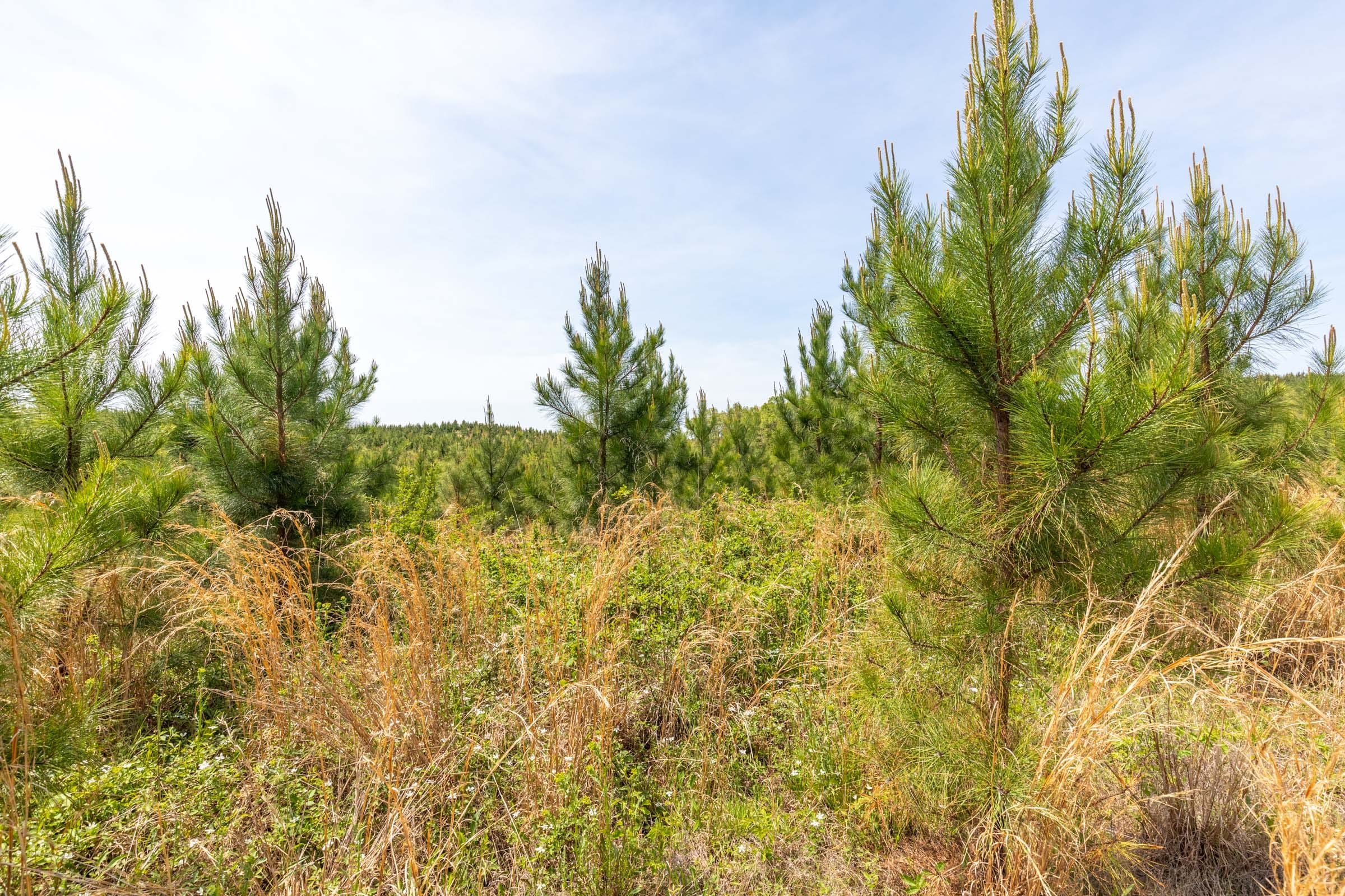 Clear Wood Tract 41 photo 8