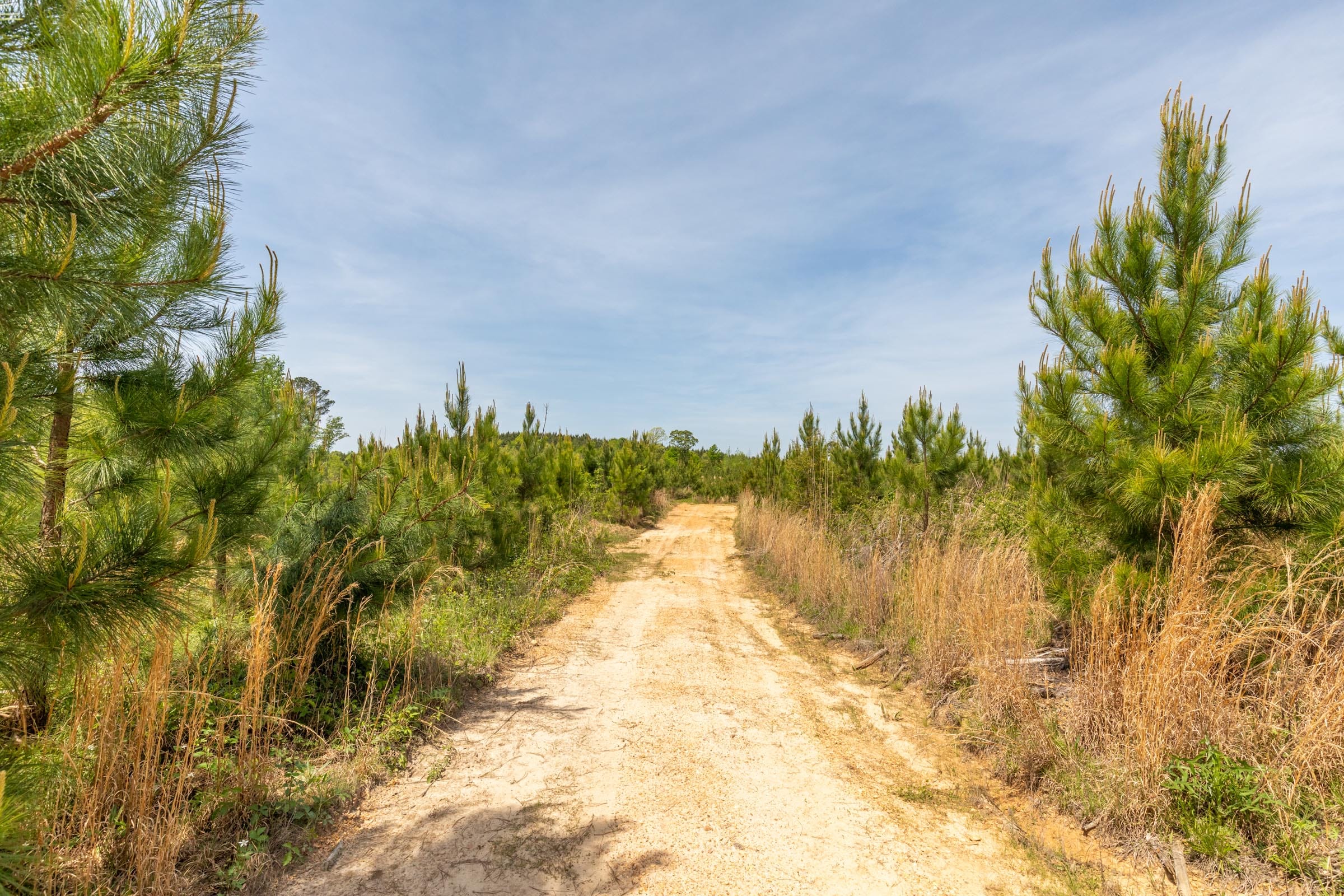 Clear Wood Tract 41 photo 10