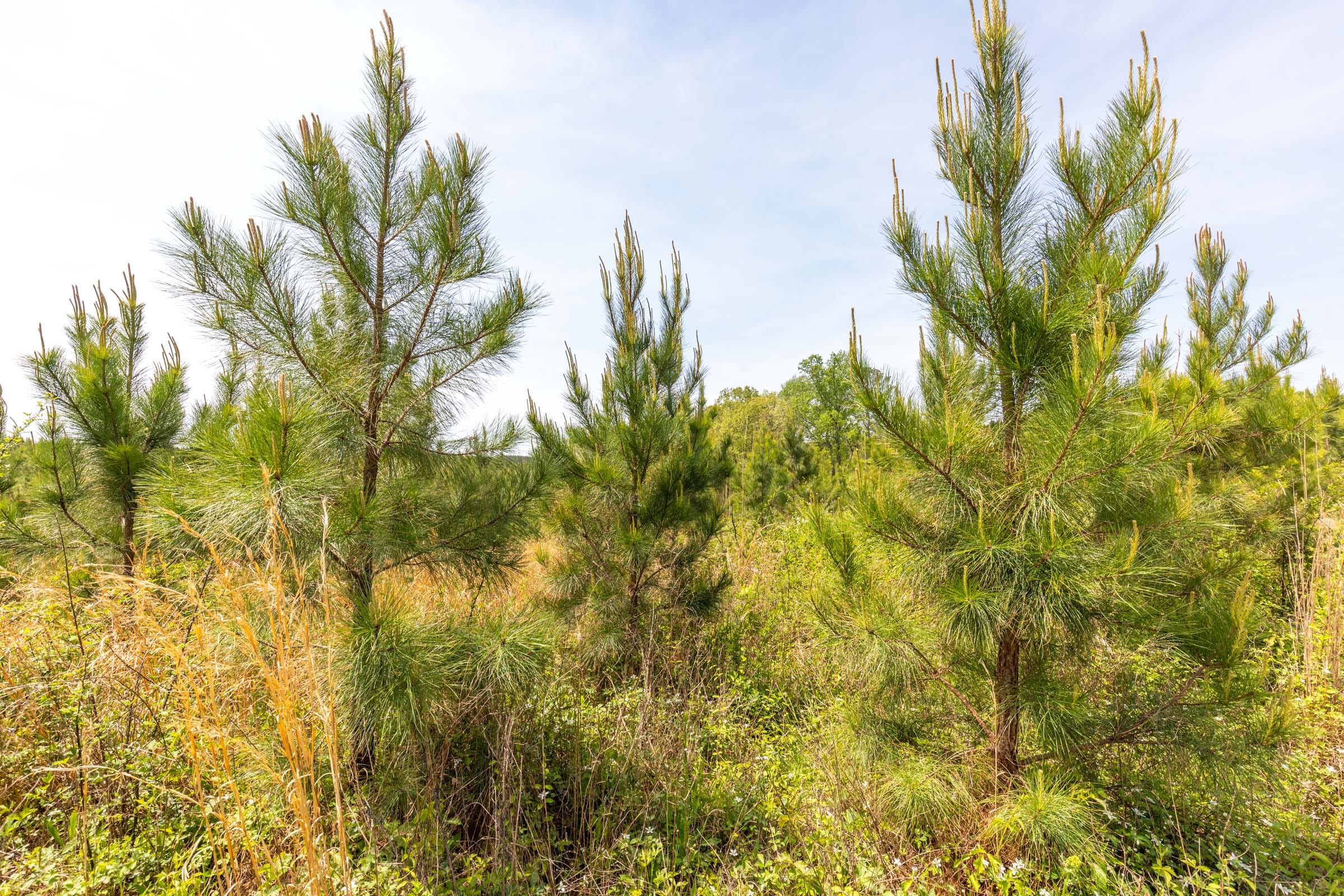 Clear Wood Tract 41 photo 11