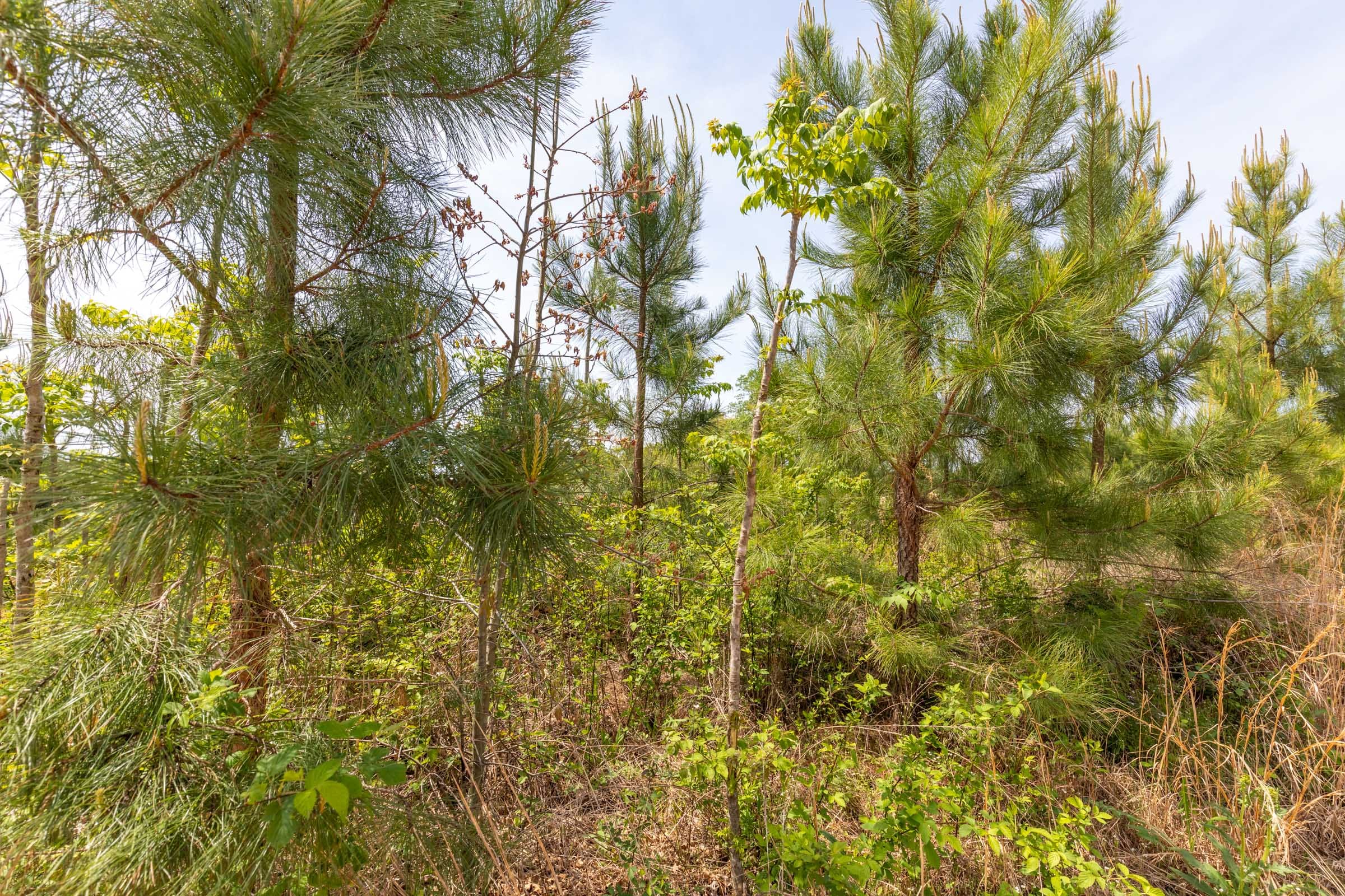 Clear Wood Tract 41 photo 12