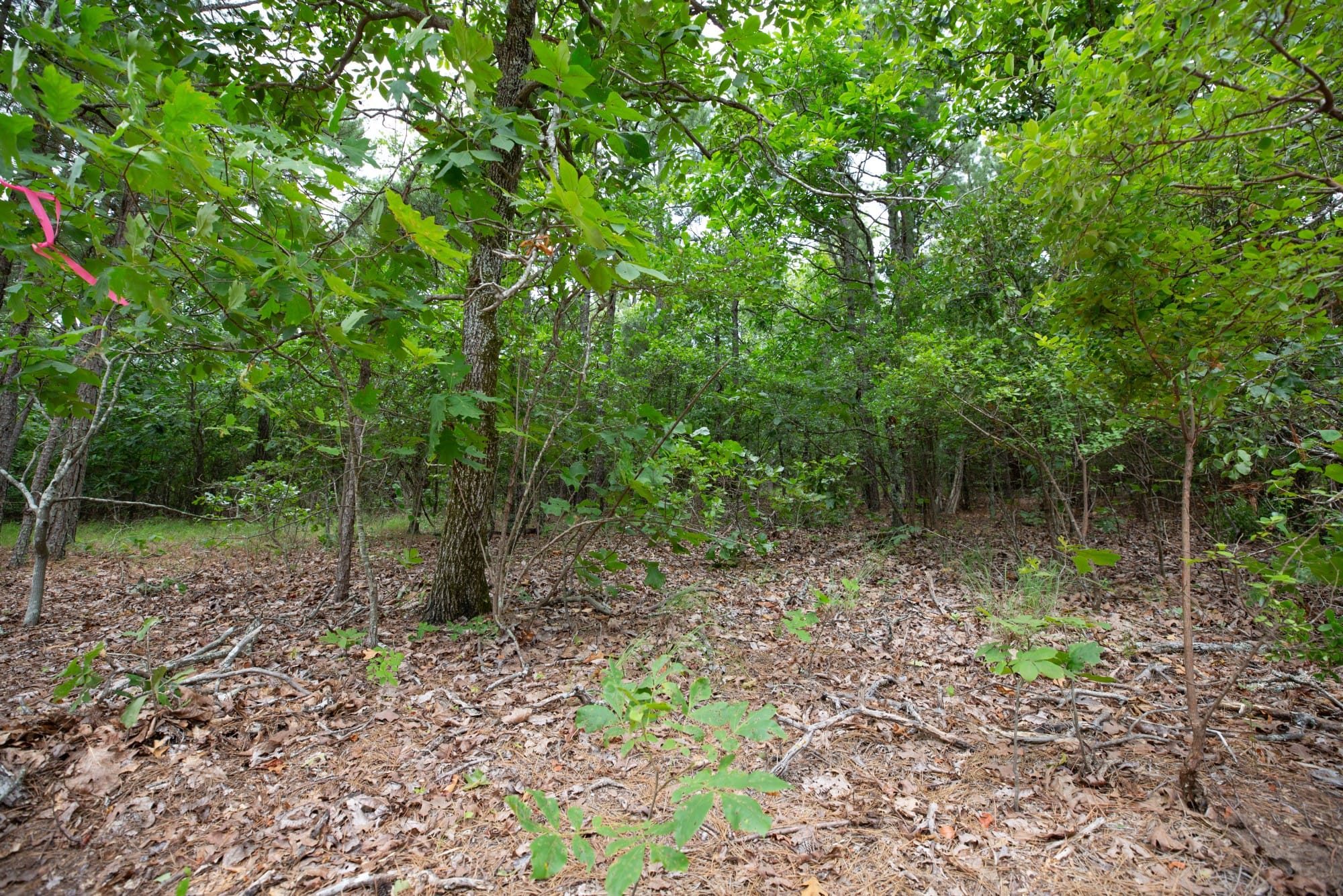 Eagle’s Nest Tract 54 photo 4