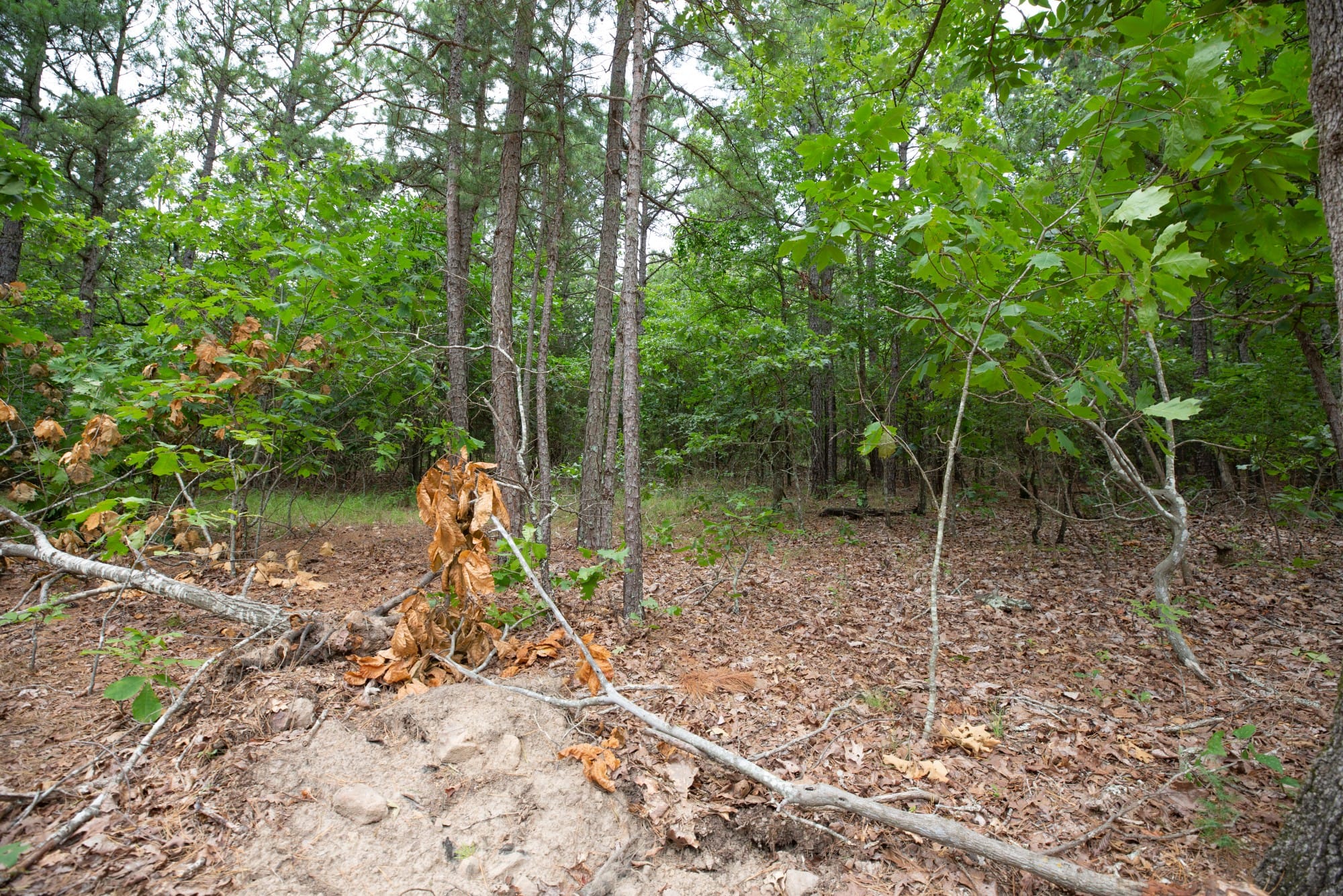 Eagle’s Nest Tract 54 photo 6