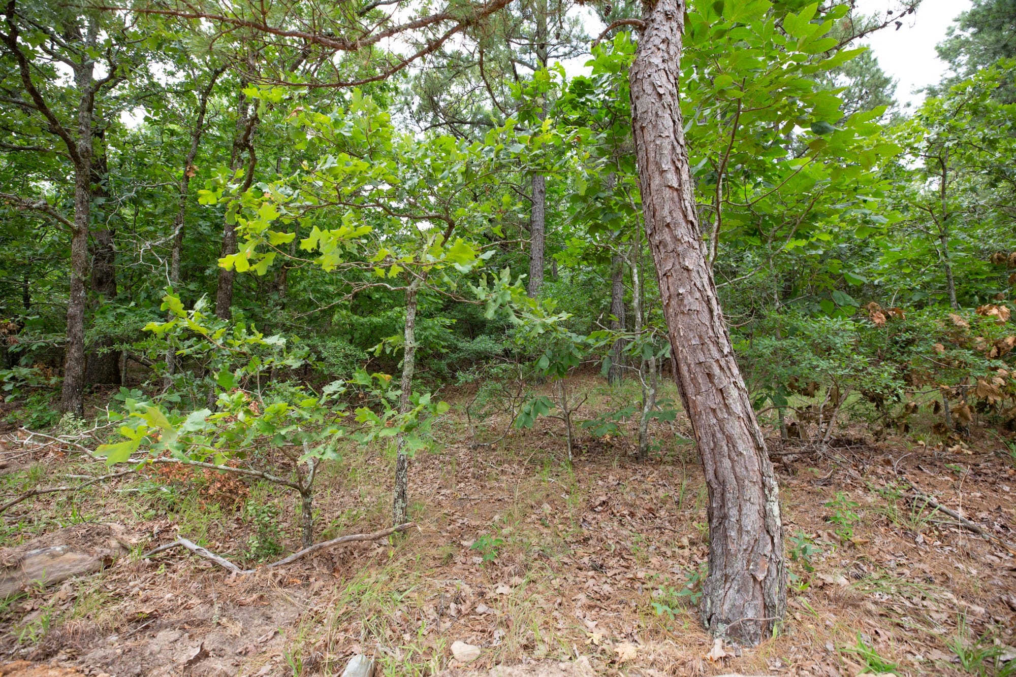 Eagle’s Nest Tract 54 photo 7