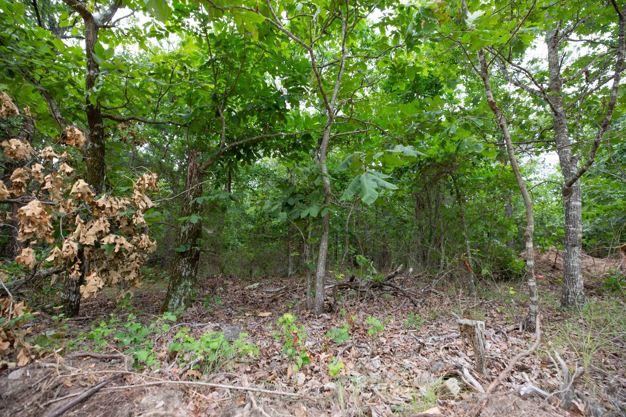 Eagle’s Nest Tract 54 photo 11