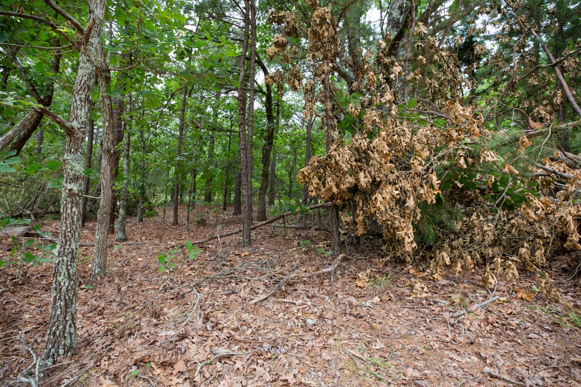 Eagle’s Nest Tract 54 photo 13