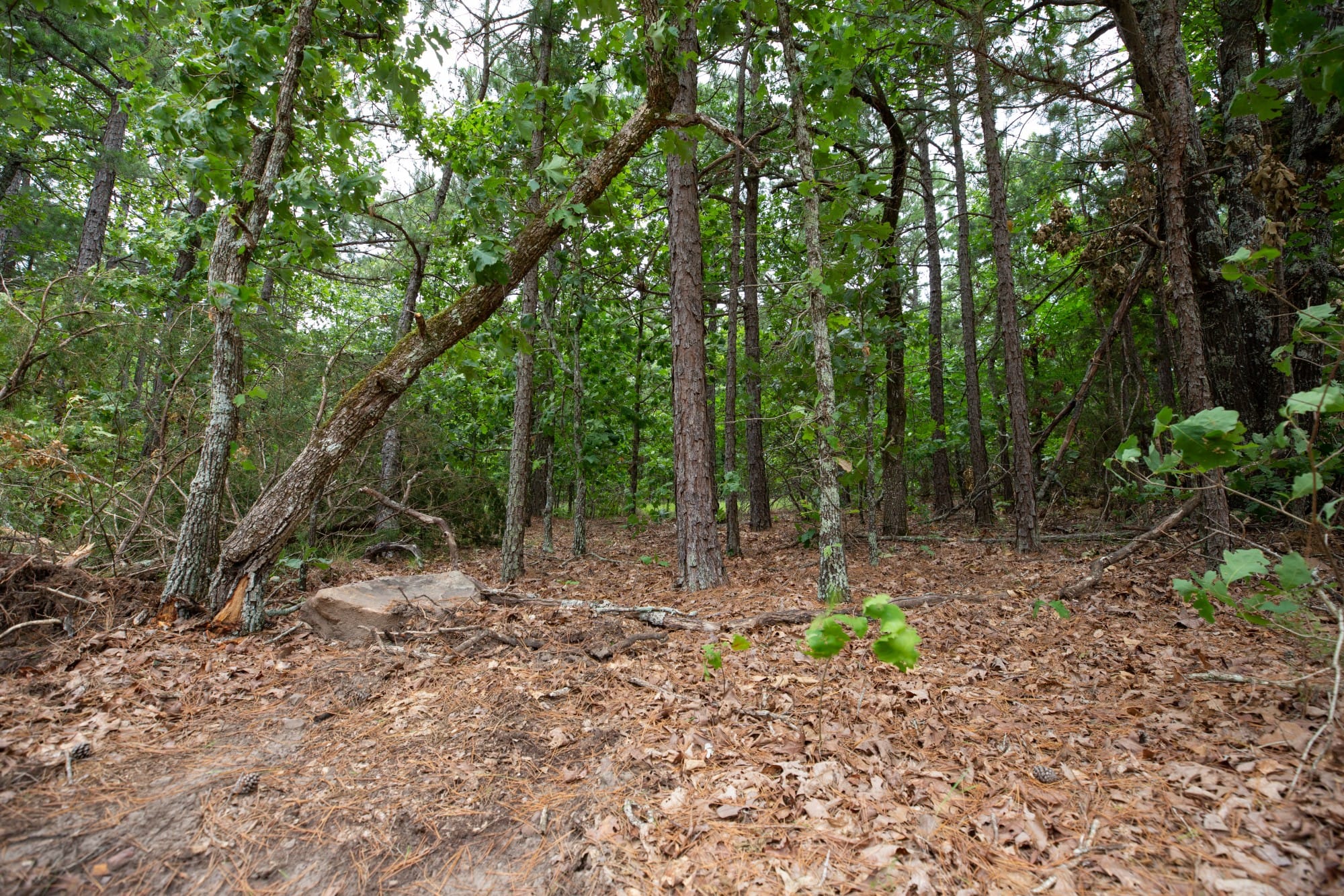 Eagle’s Nest Tract 54 photo 14