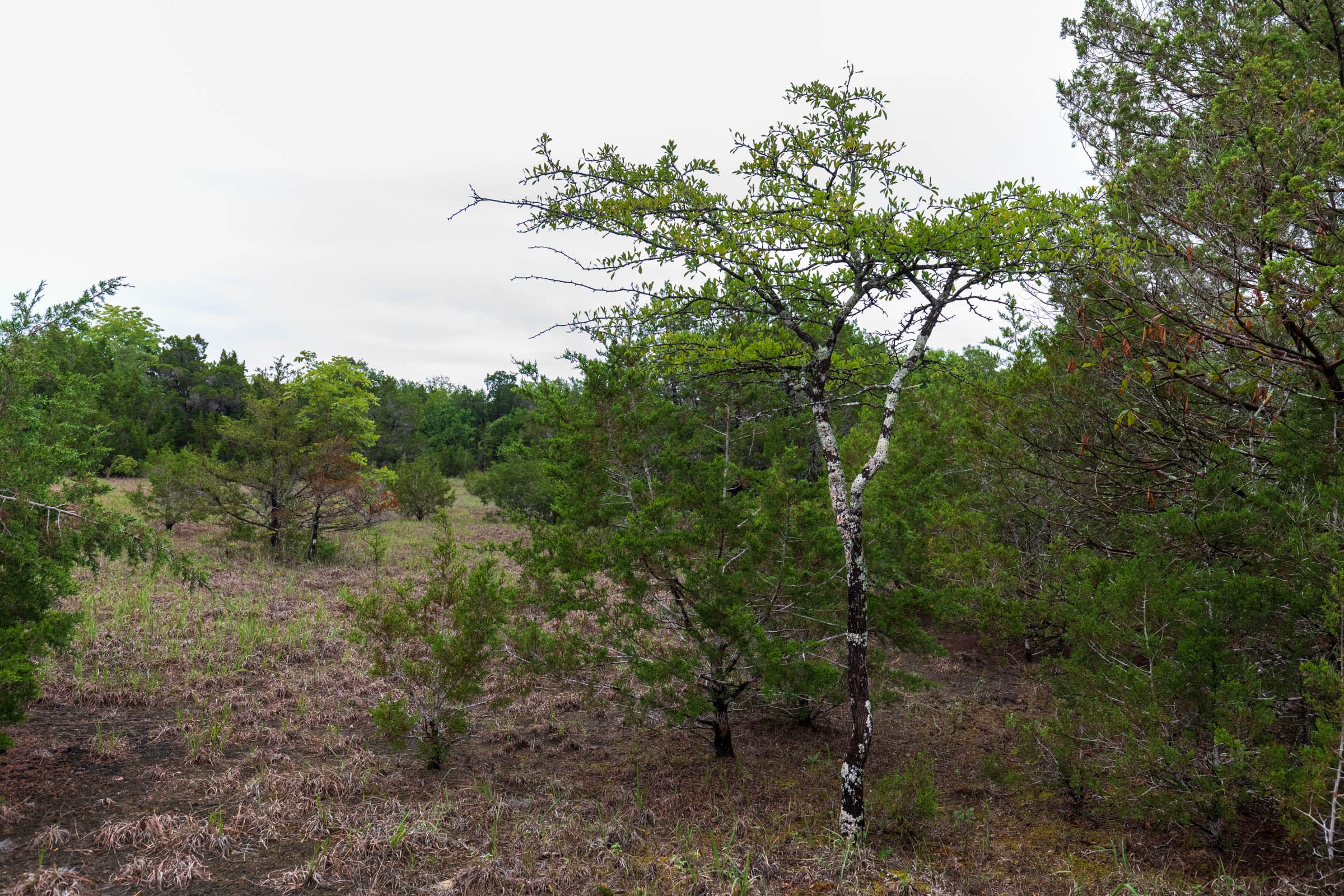 Heritage Bend Tract 43 photo 5