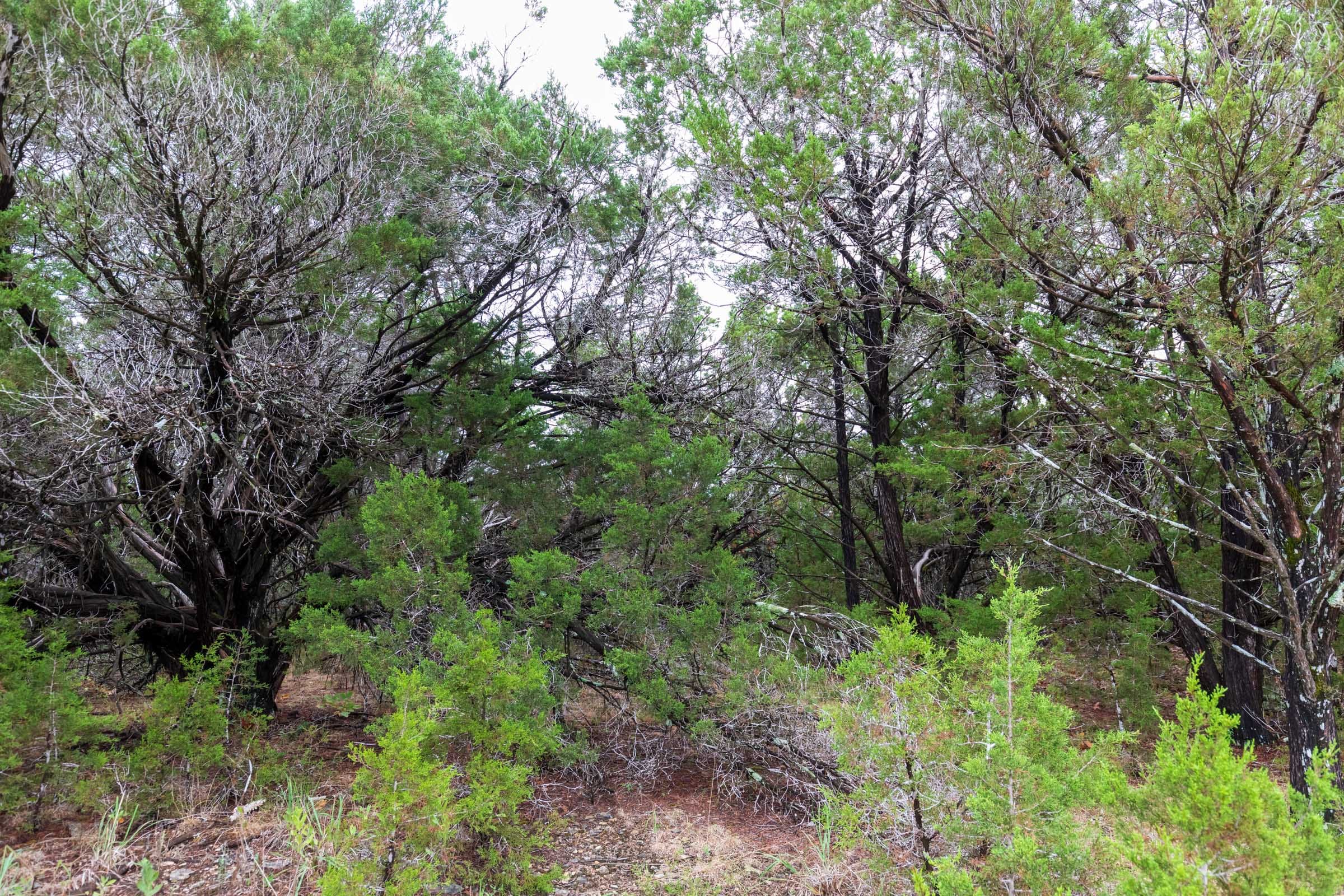 Heritage Bend Tract 43 photo 17