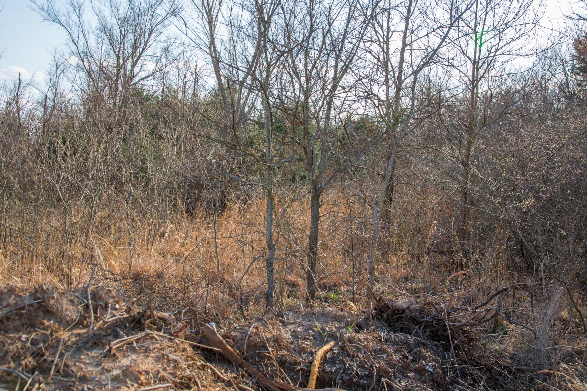 Eufaula Cove Tract 5 photo 7