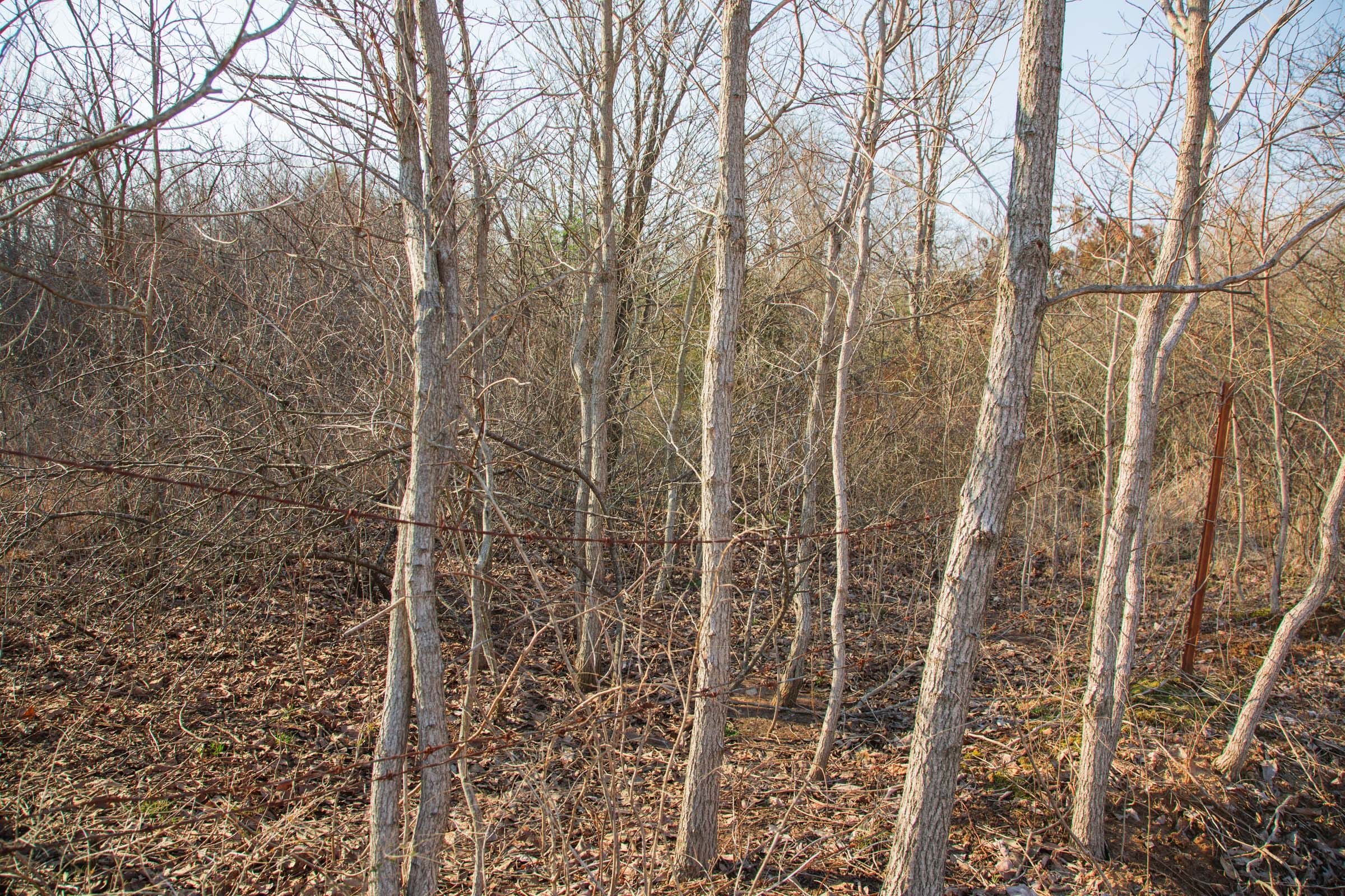 Eufaula Cove Tract 5 photo 11