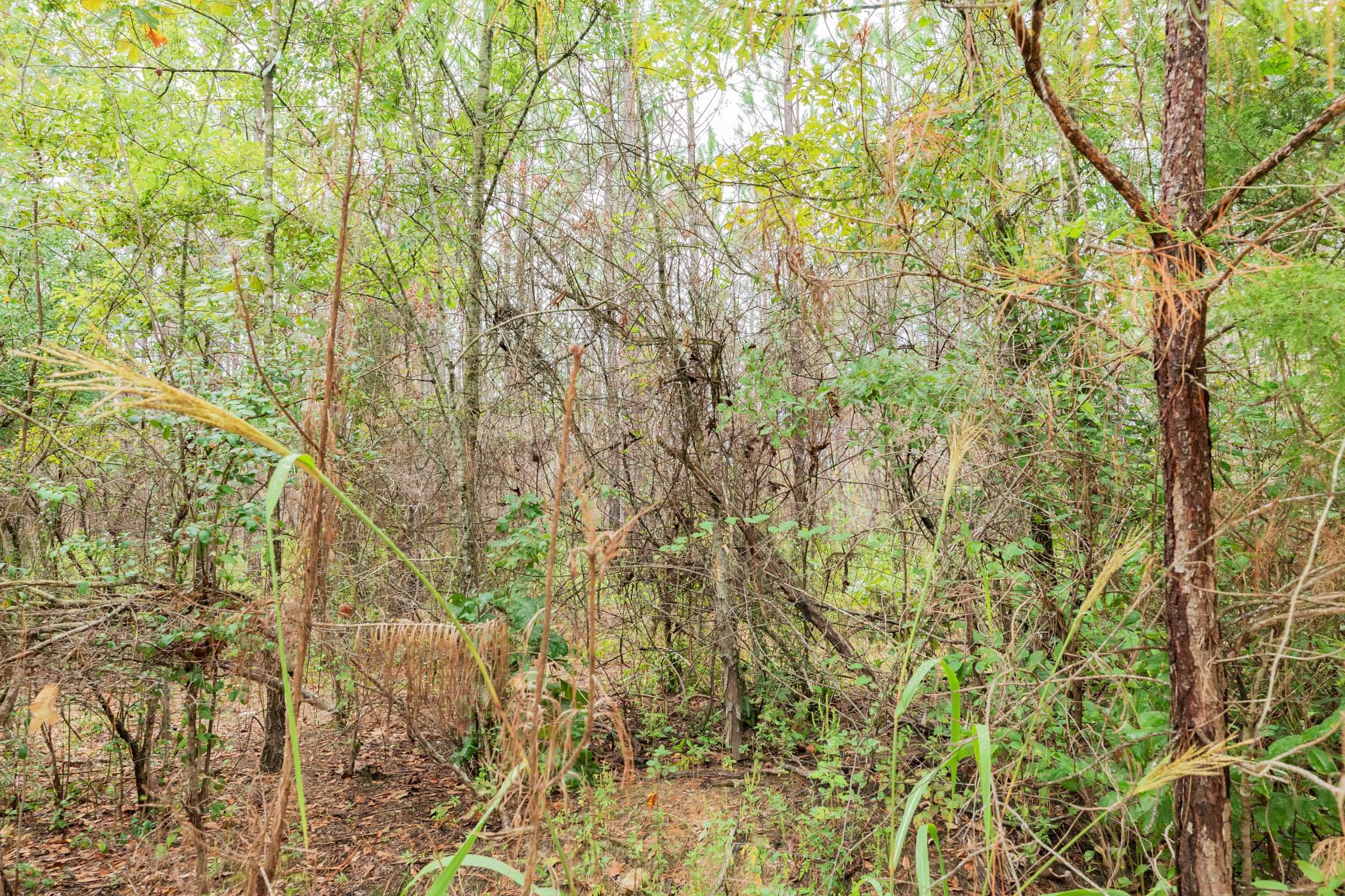 Jackson’s Gap Tract 5 photo 3