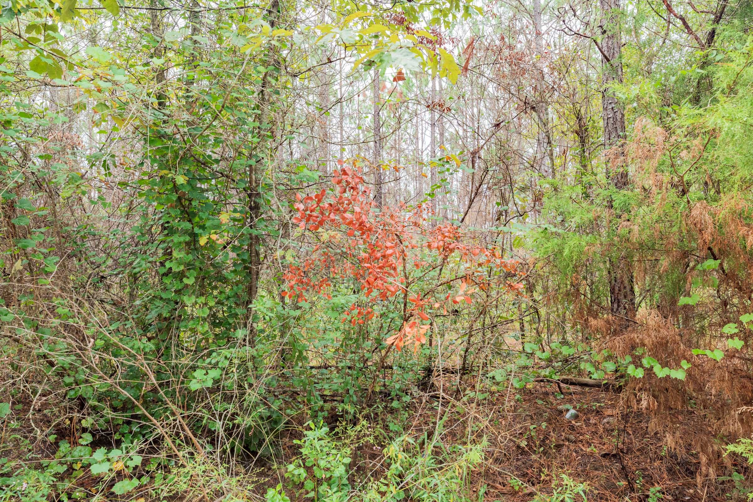 Jackson’s Gap Tract 5 photo 2