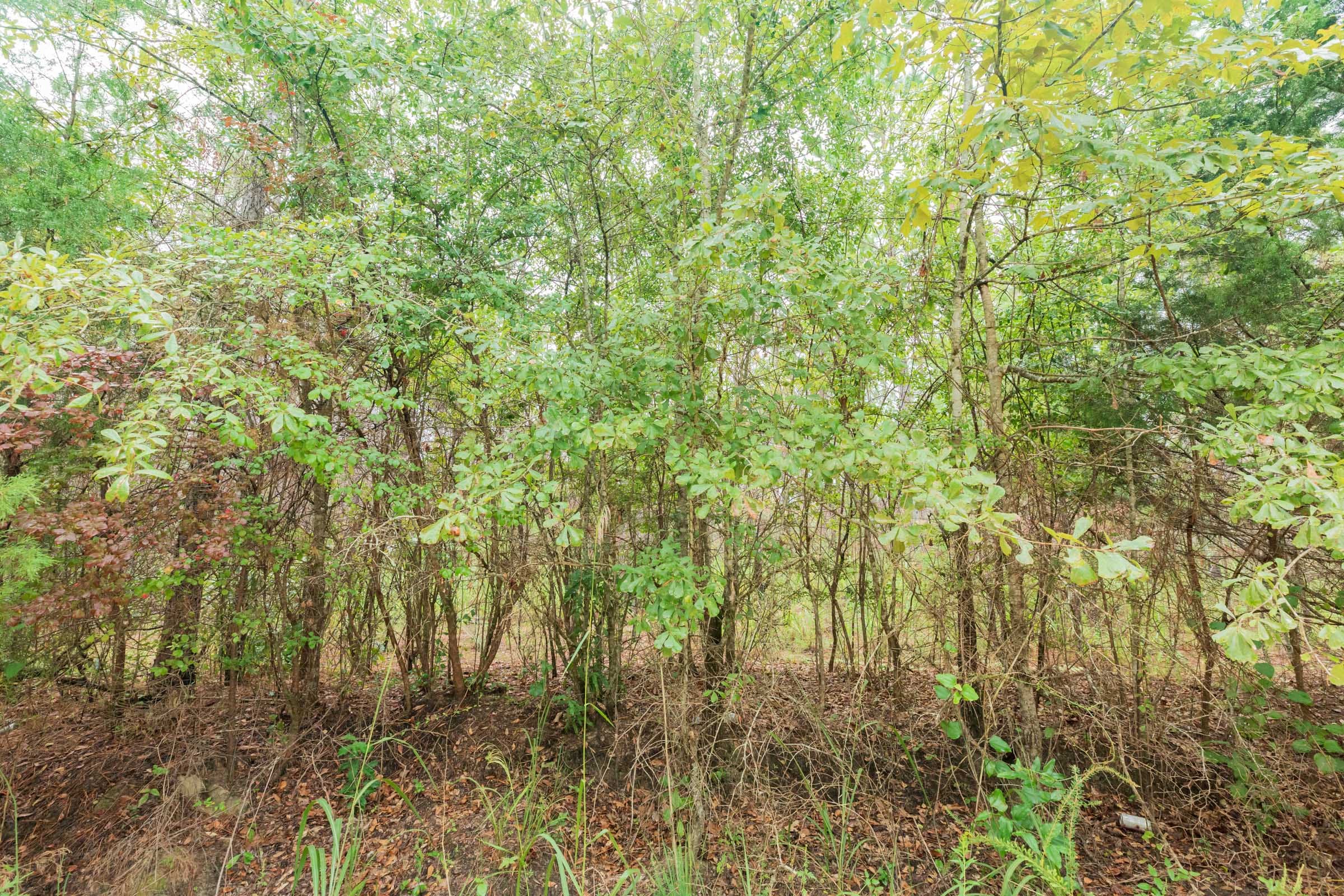 Jackson’s Gap Tract 5 photo 5