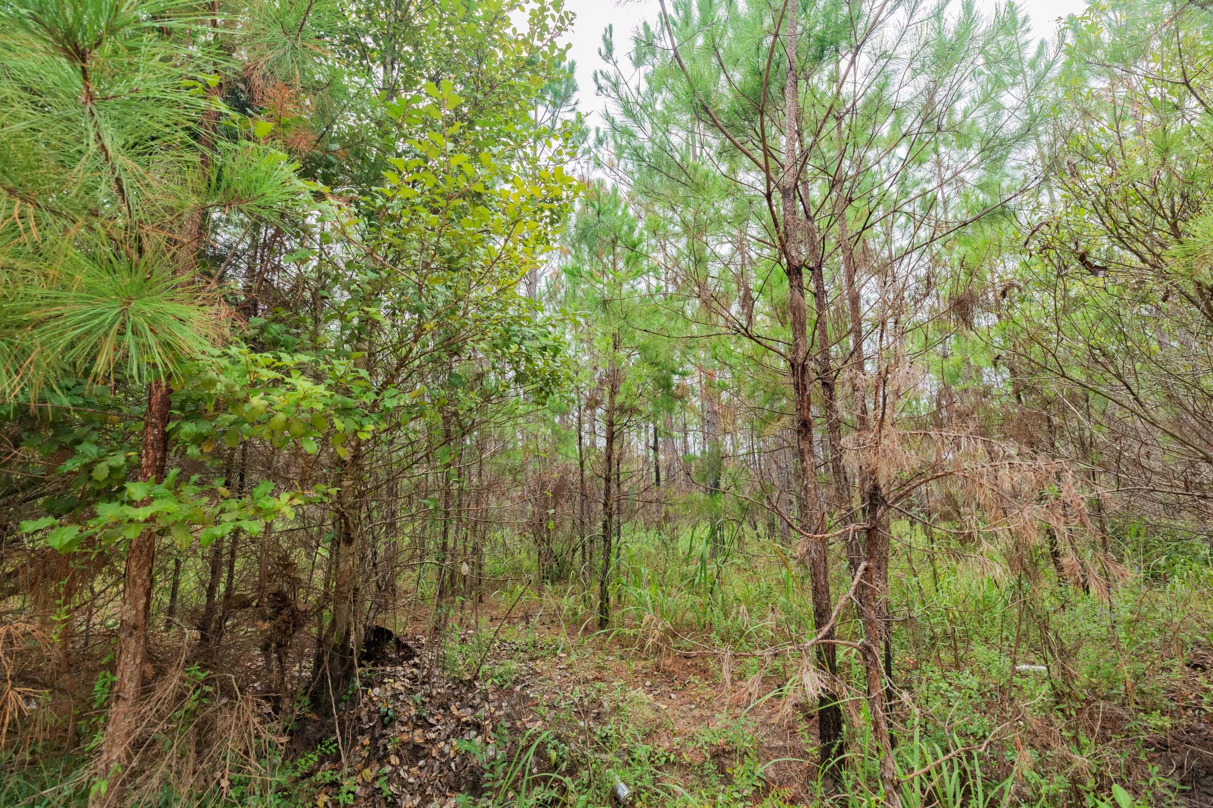 Jackson’s Gap Tract 5 photo 7