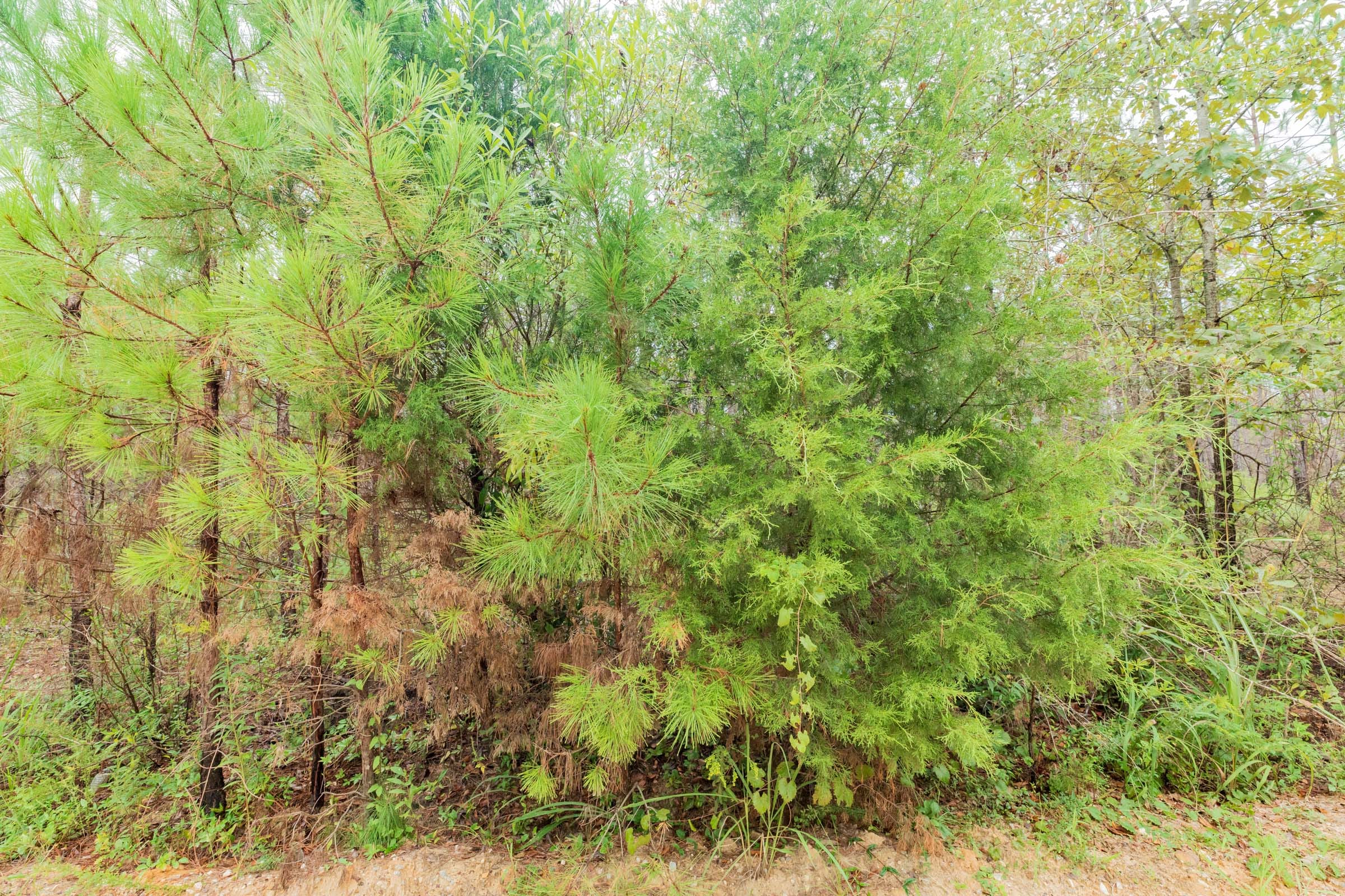 Jackson’s Gap Tract 5 photo 4